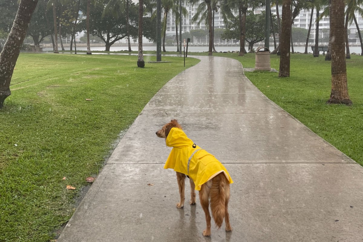 Dog wearing a raincoat in the rain