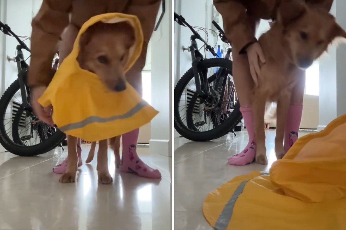 A dog wearing a raincoat
