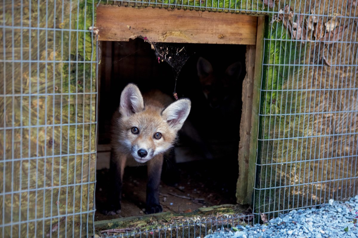 Rabid fox attack in North Carolina