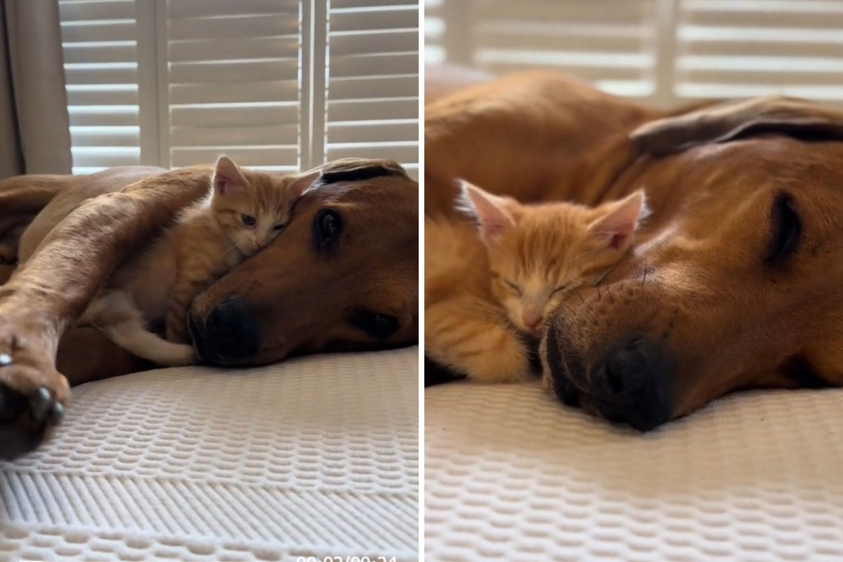 Cuddle your dog and cat