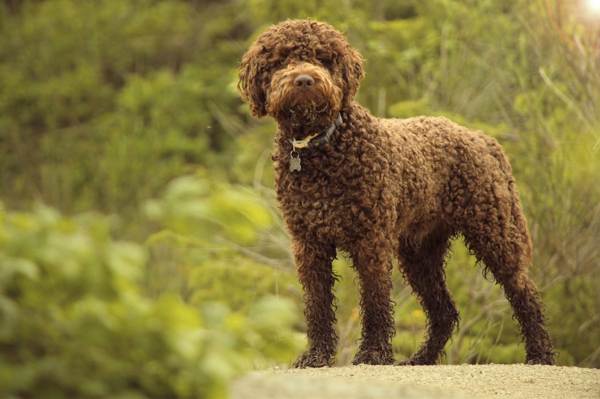 Lagotto Romagnolo dog