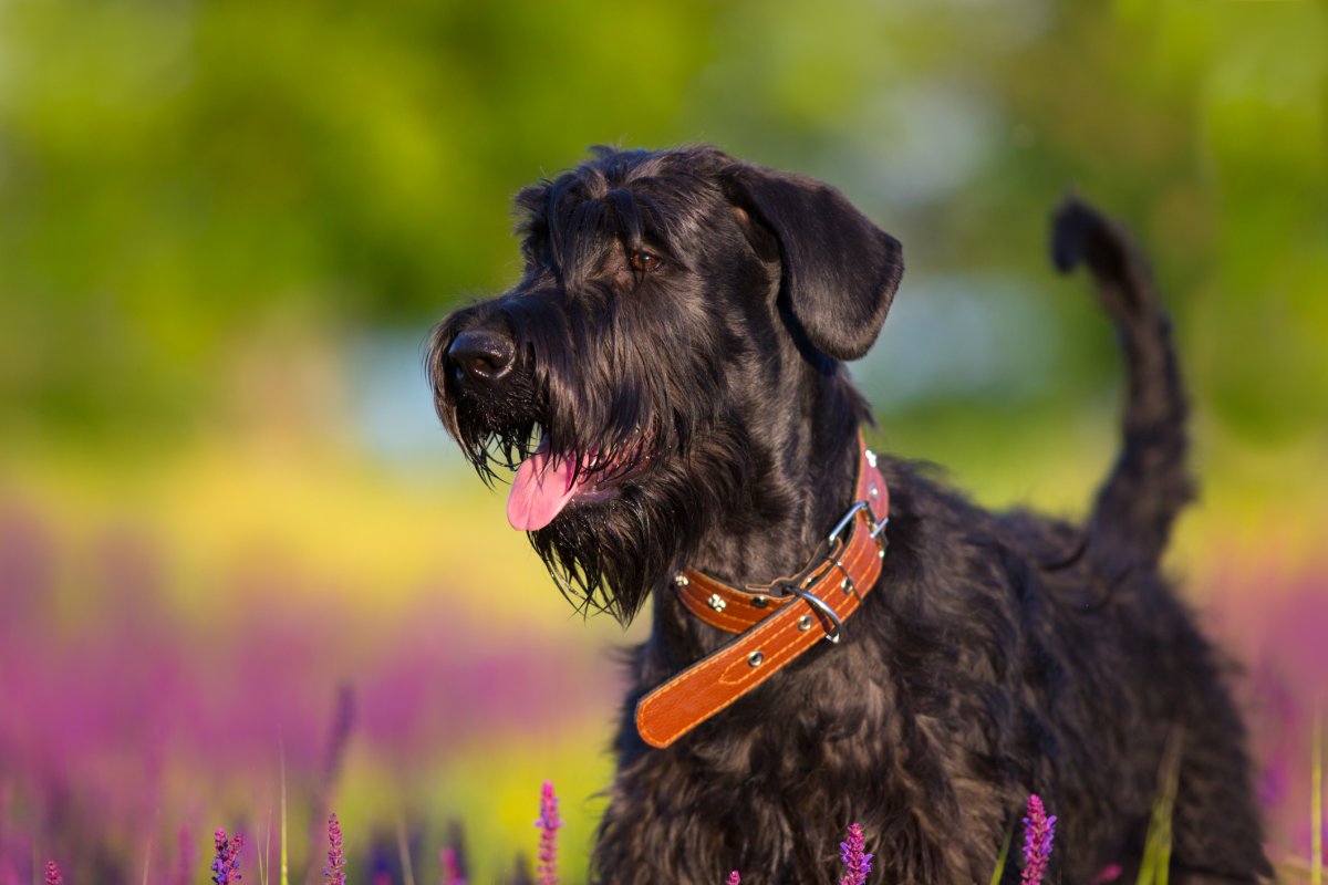 Miniature Schnauzer dog