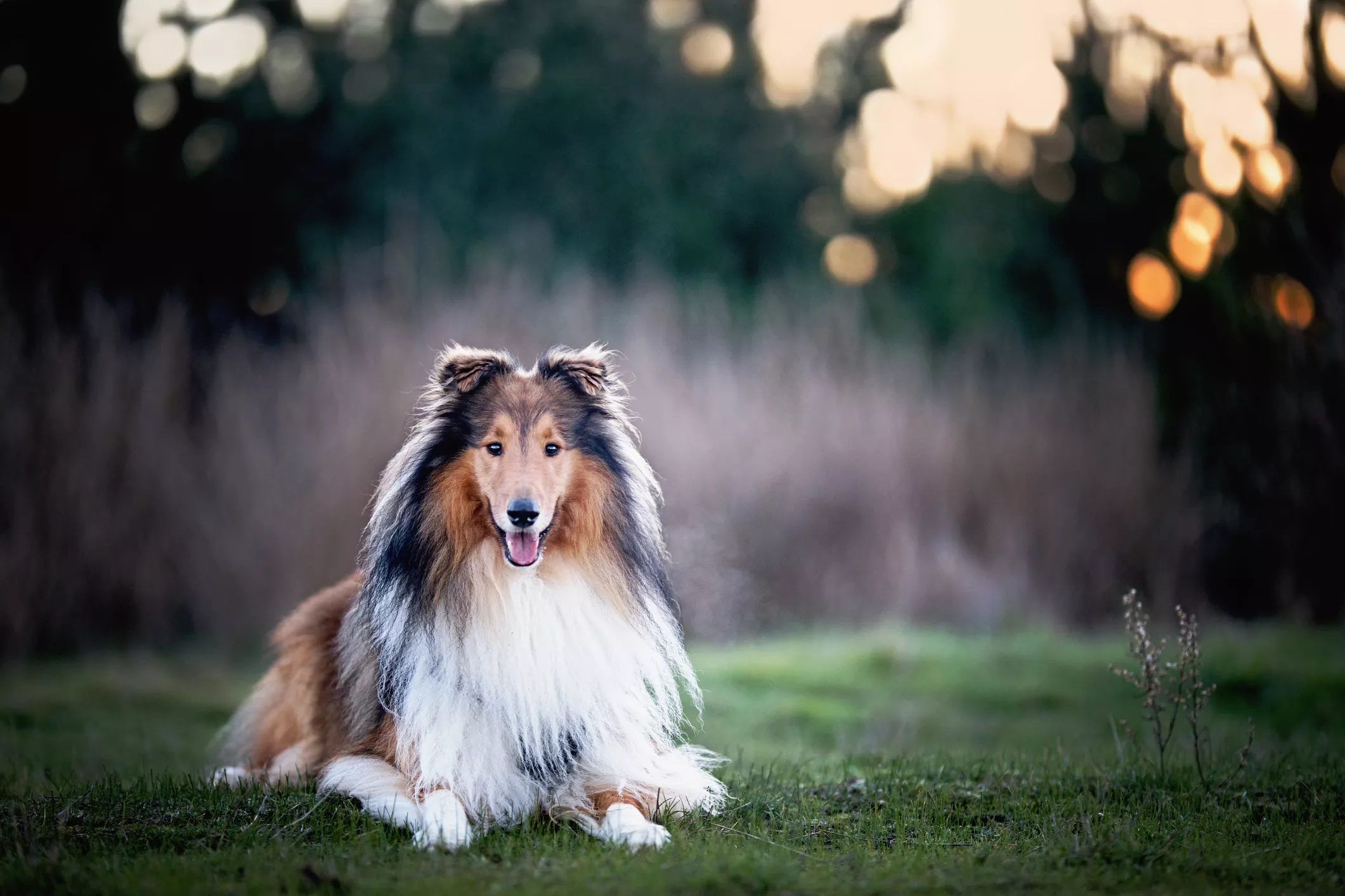 Top 10 Most Aggressive Dog Breeds - Vimarsana News