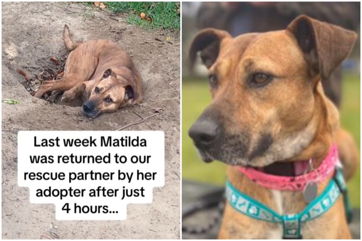 A split image of dog Matilda