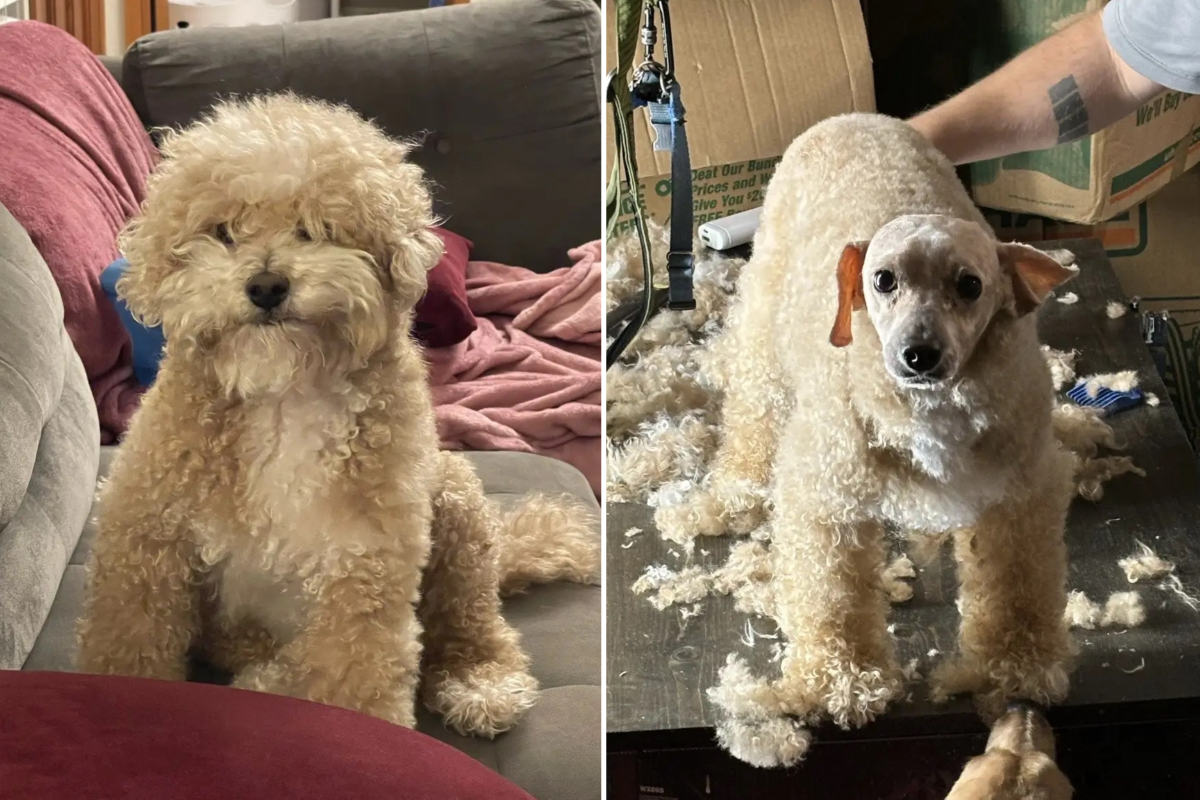 Brewster haircut