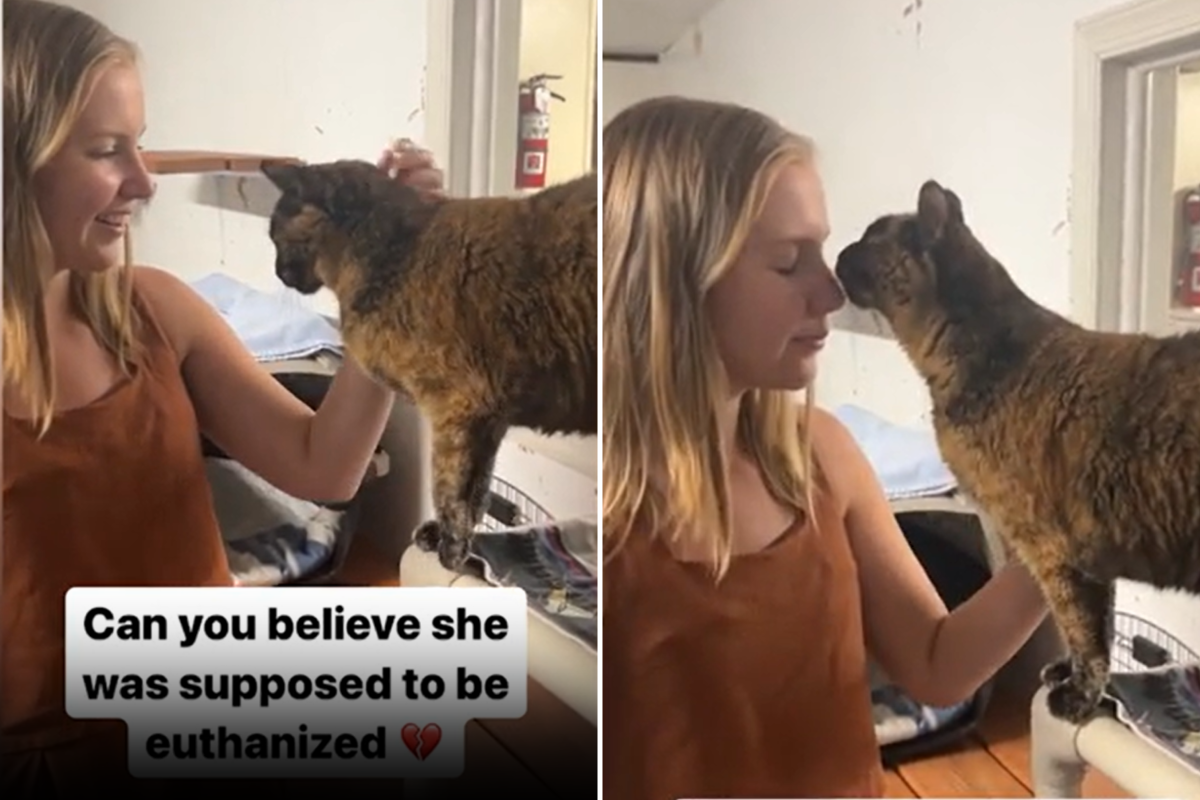 The cat was surrendered to the shelter