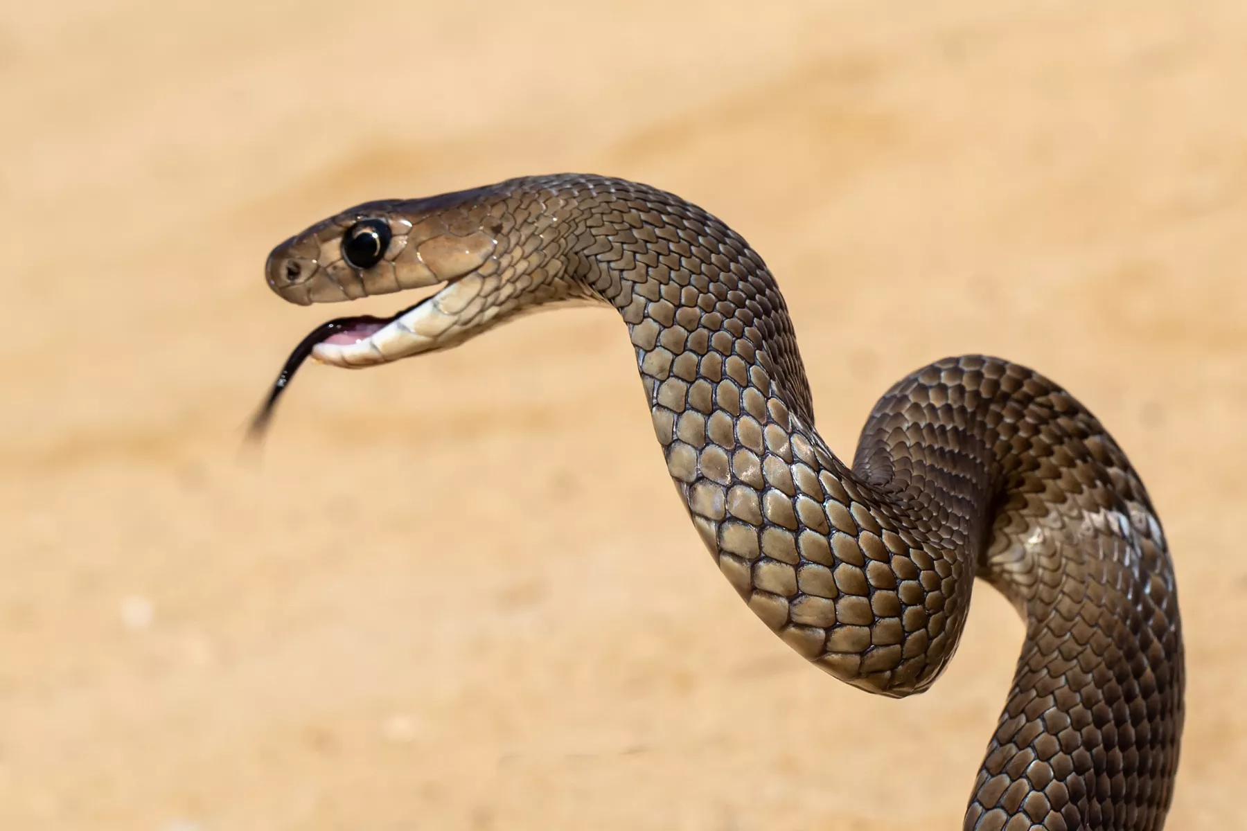 Backpacker Aged 25 Killed by Suspected Deadly Brown Snake Bite - Vimarsana News