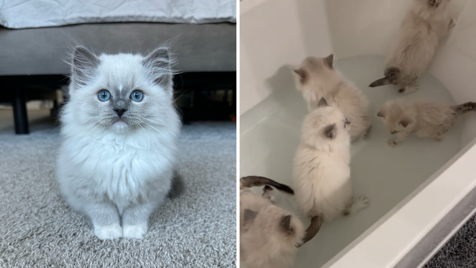 Best litter for ragdoll cats best sale