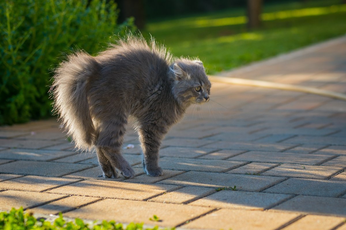 Gray cat's tail is fluffy