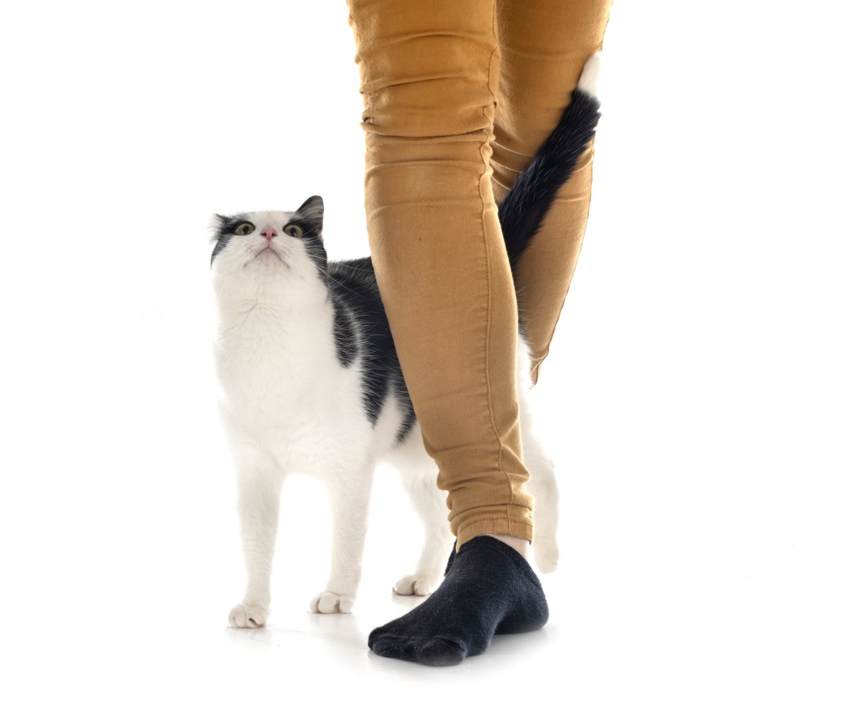 Cat's tail wrapped leg
