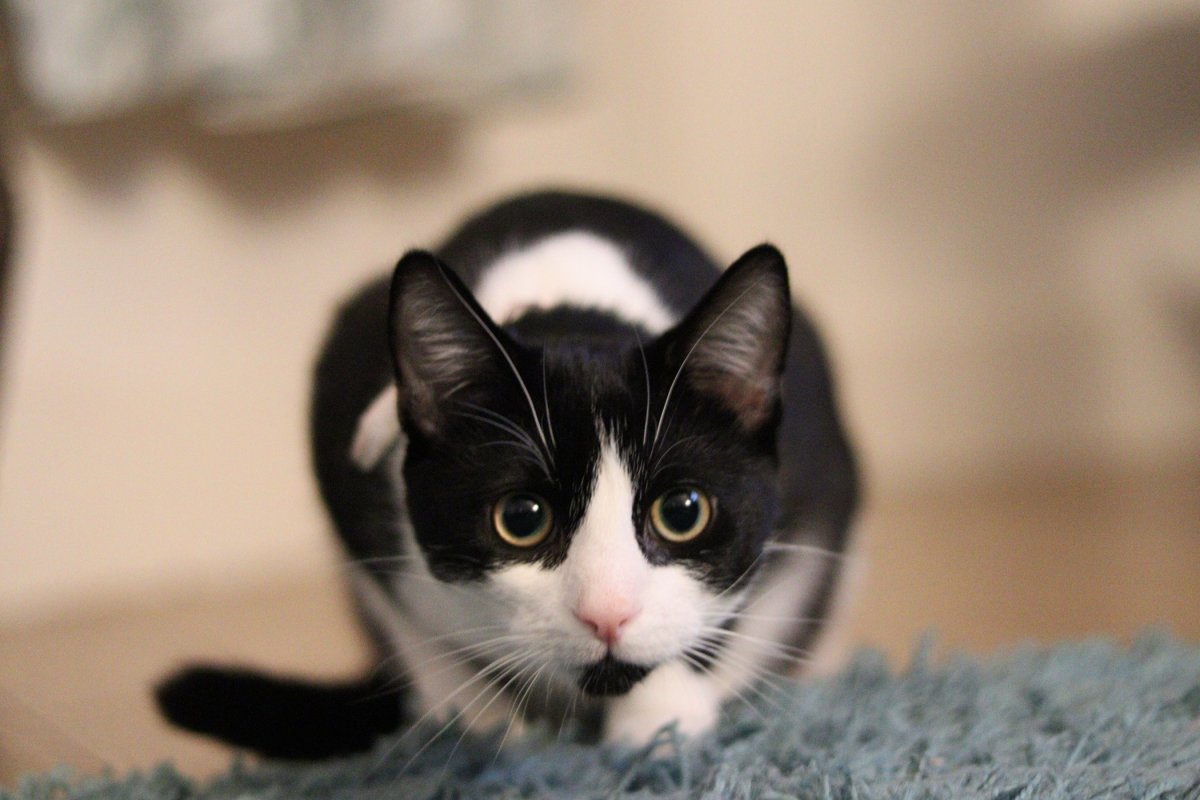 Black and white cat pouncing