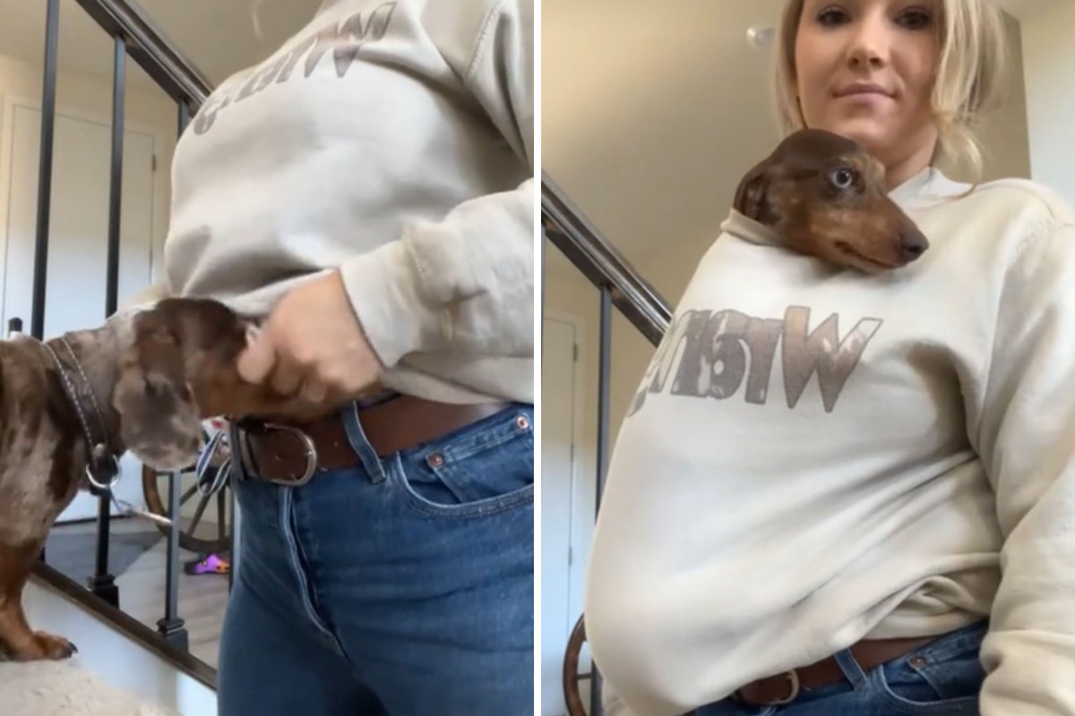 The dachshund sits in the owner's sweatshirt