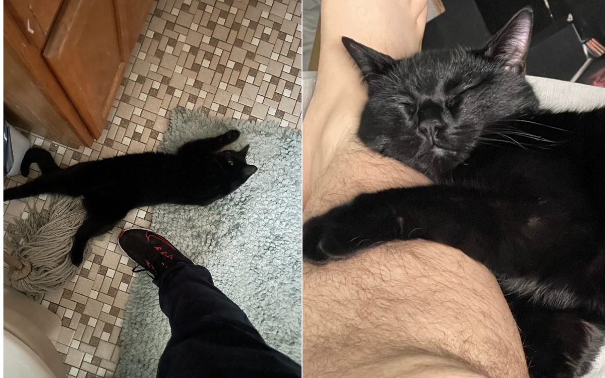 Man Suffers Spider Bite to the Leg, but His Cat Sensed the Infection First