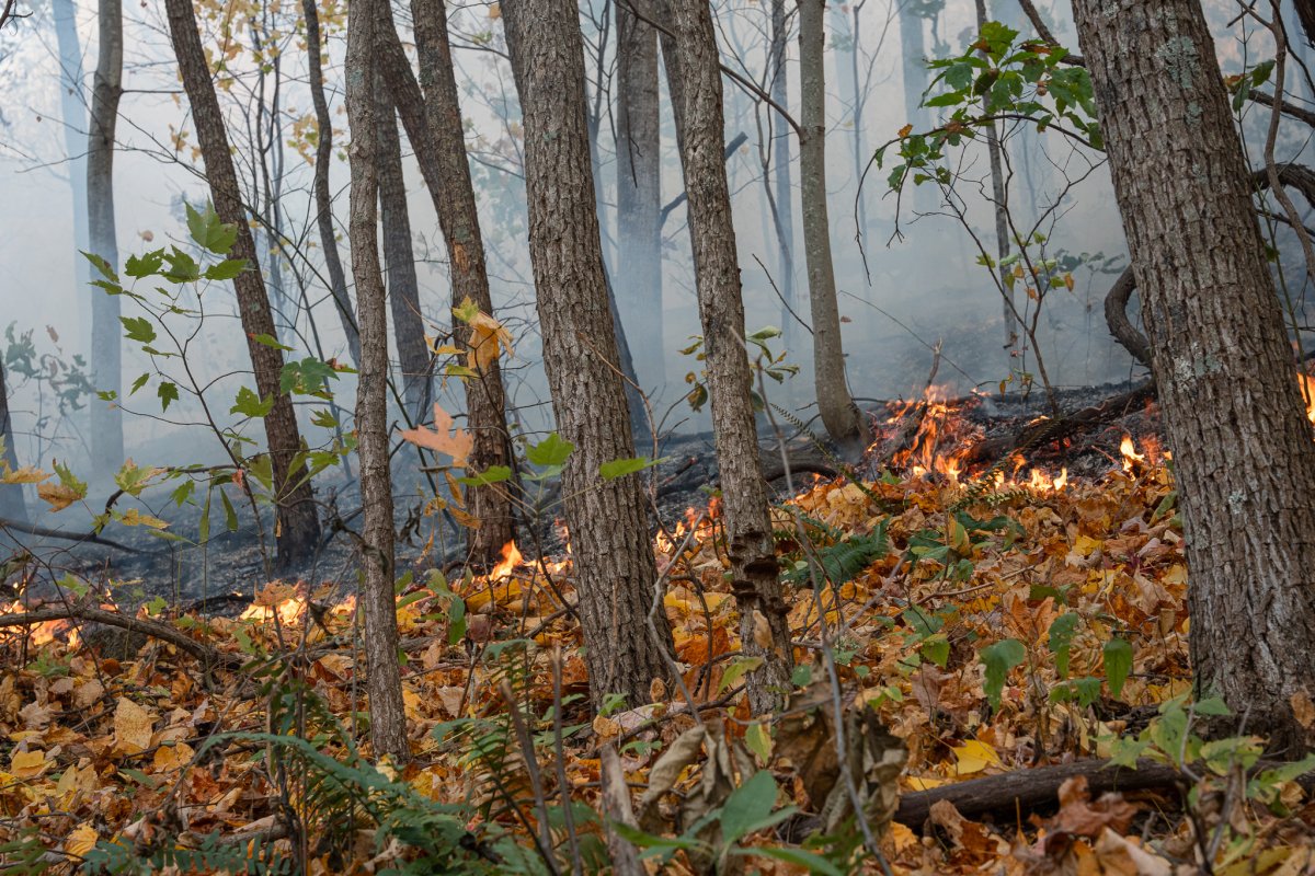 Quaker Fire Run