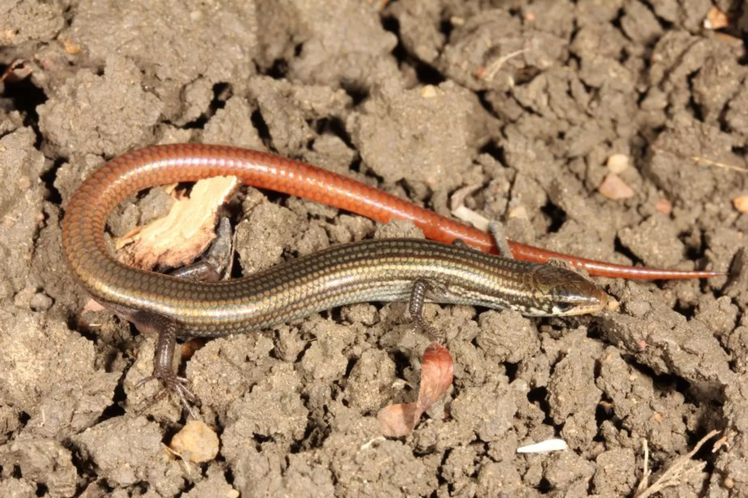 Rare Reptile Scientists Thought Was Extinct Found After Almost Half Century - Vimarsana News