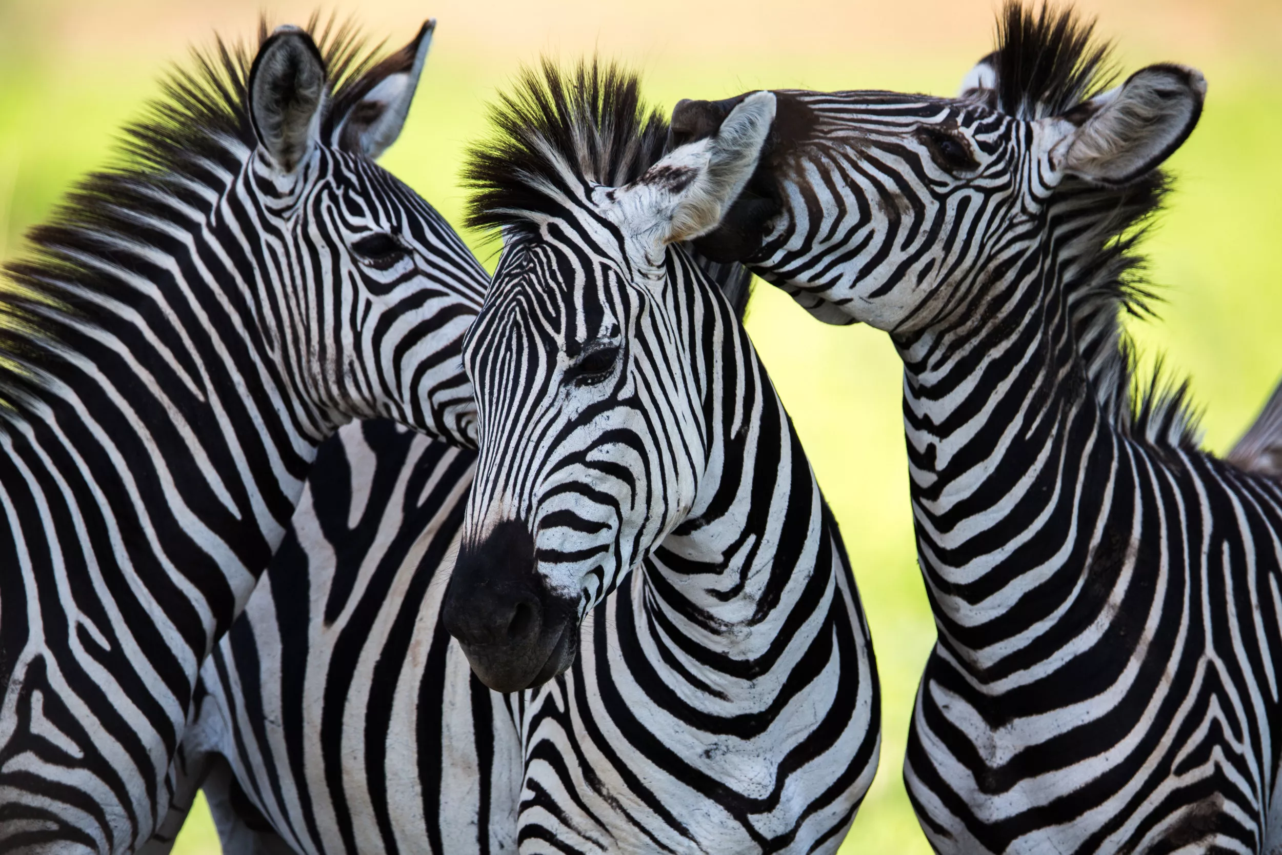 Scientists Finally Solve How Animals Get Their Stripes and Spots - Vimarsana News