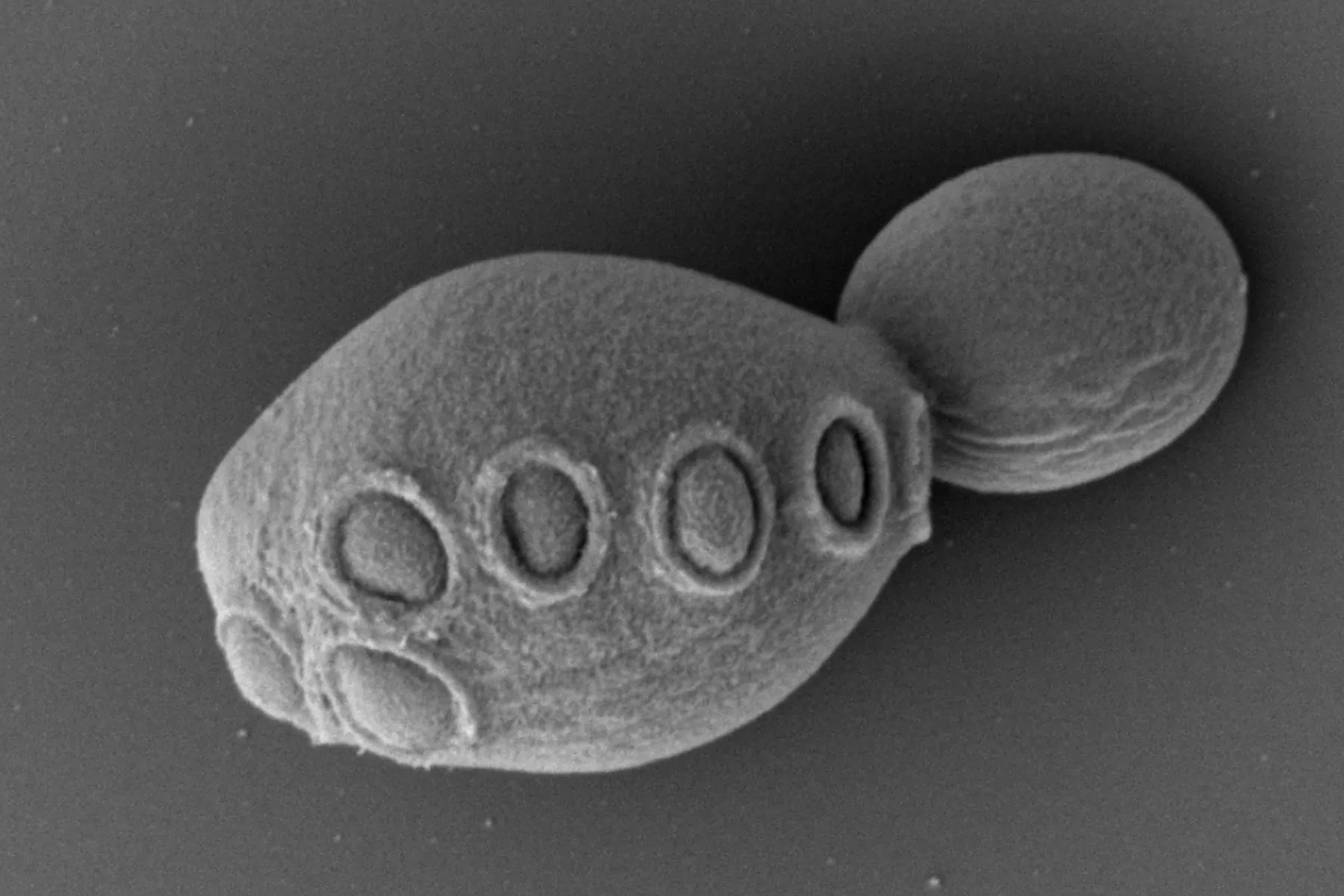 Scientists Just Created Chromosomes From Scratch—'Huge' - Vimarsana News