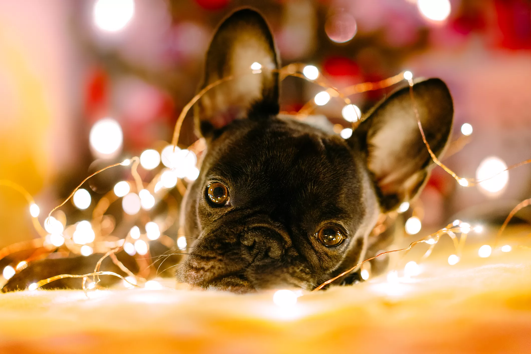 Dog's Reaction After Discovering Home's Christmas Decorations Melts Hearts - Vimarsana News
