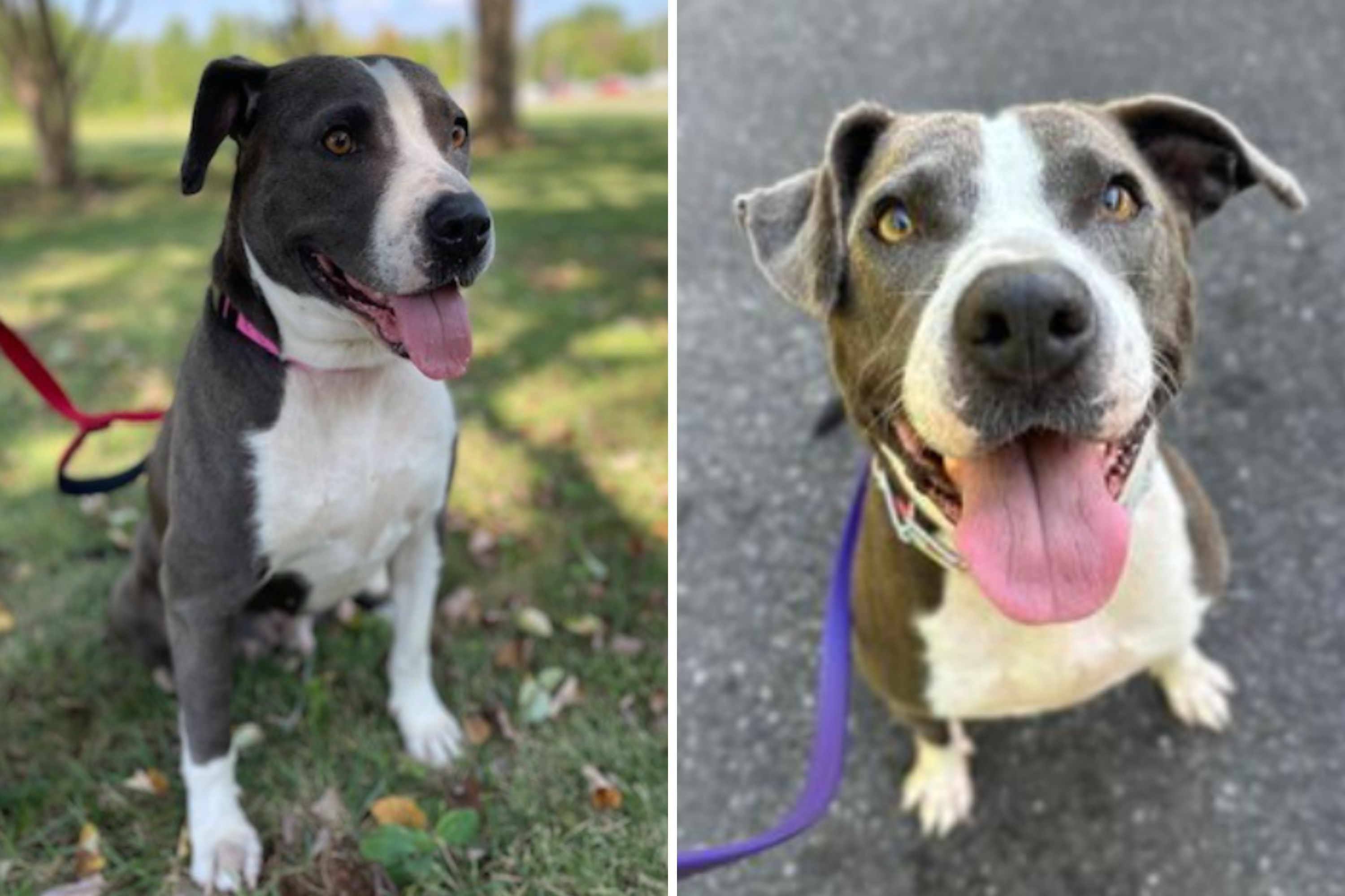 Death Row Dog Returned To Shelter Adopted the Day He Was To Be Euthanized