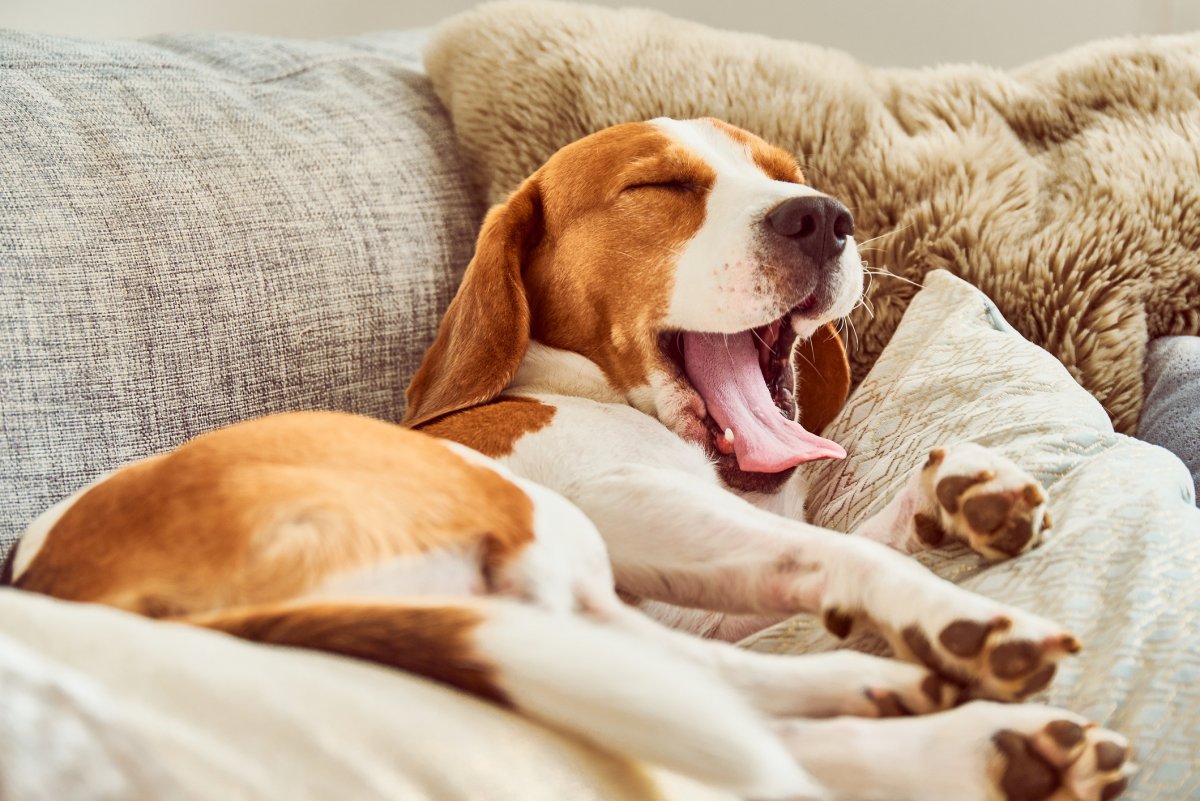 Beagle yawning sleeping on couch
