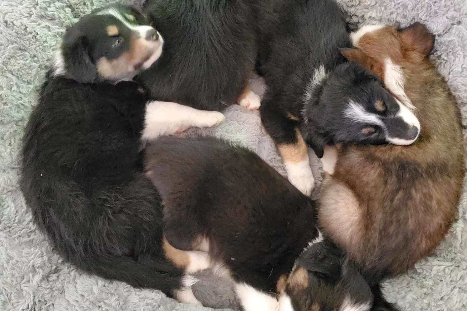 Entire Puppy Litter Tests Positive for Meth After Rescue From Drug House - Vimarsana News