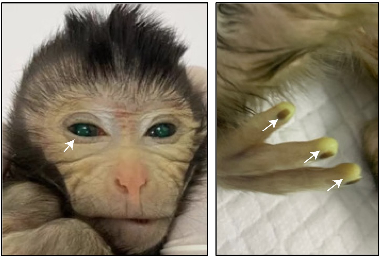 Chinese language Scientists Develop Fluorescent Inexperienced Monkey Utilizing Stem Cells