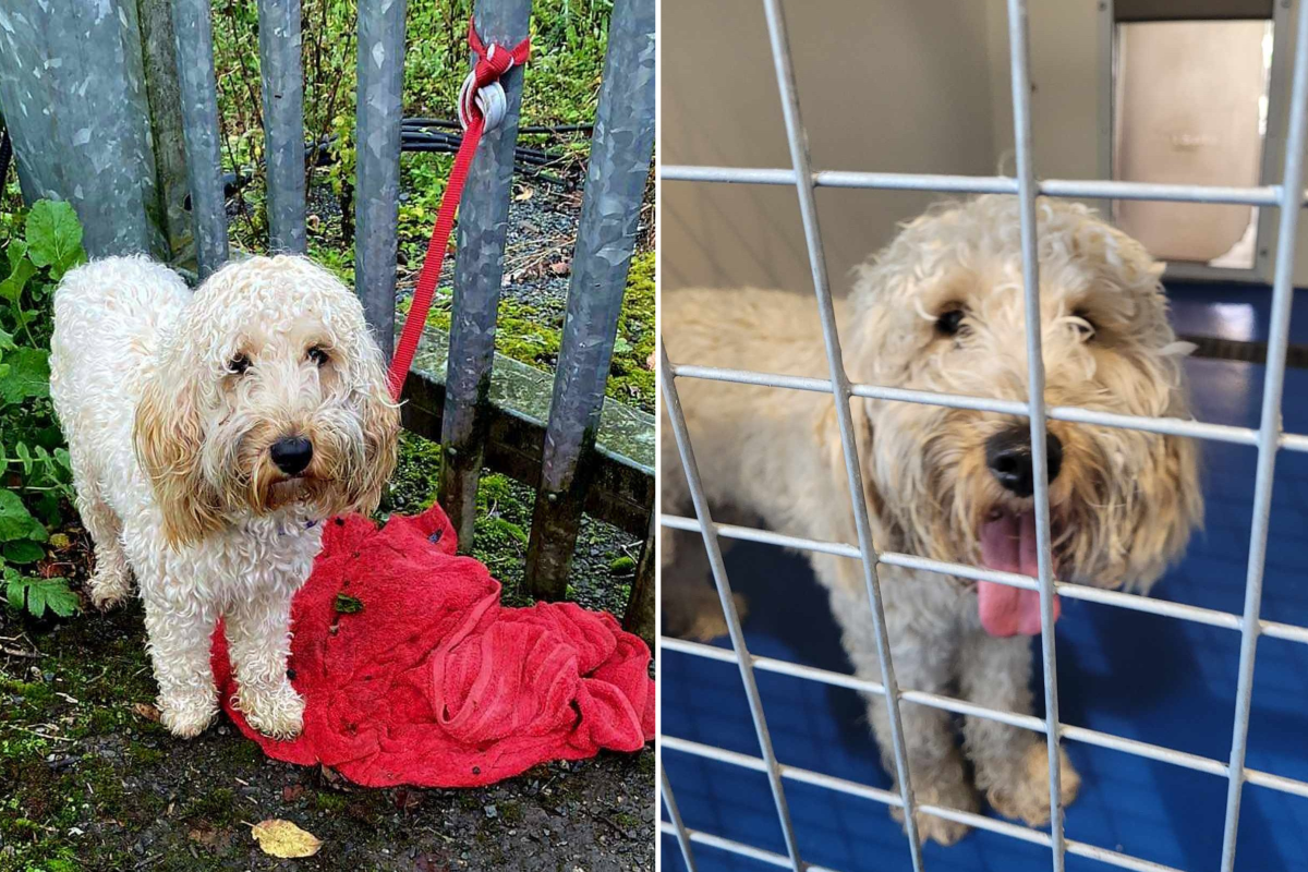 Dog found outside shelter