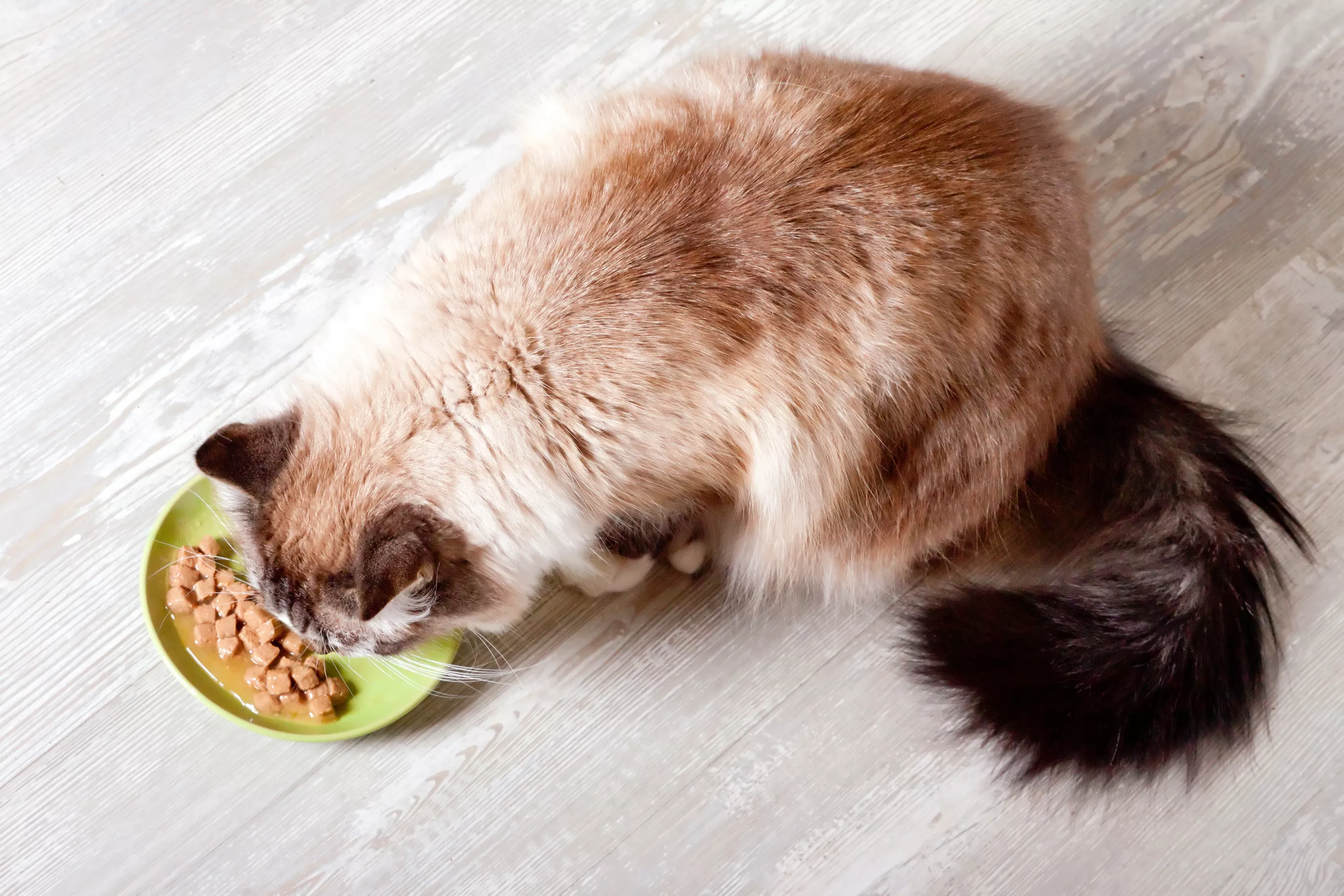 Here's What Happens to Your Cat's Insides When They Overeat - Vimarsana News