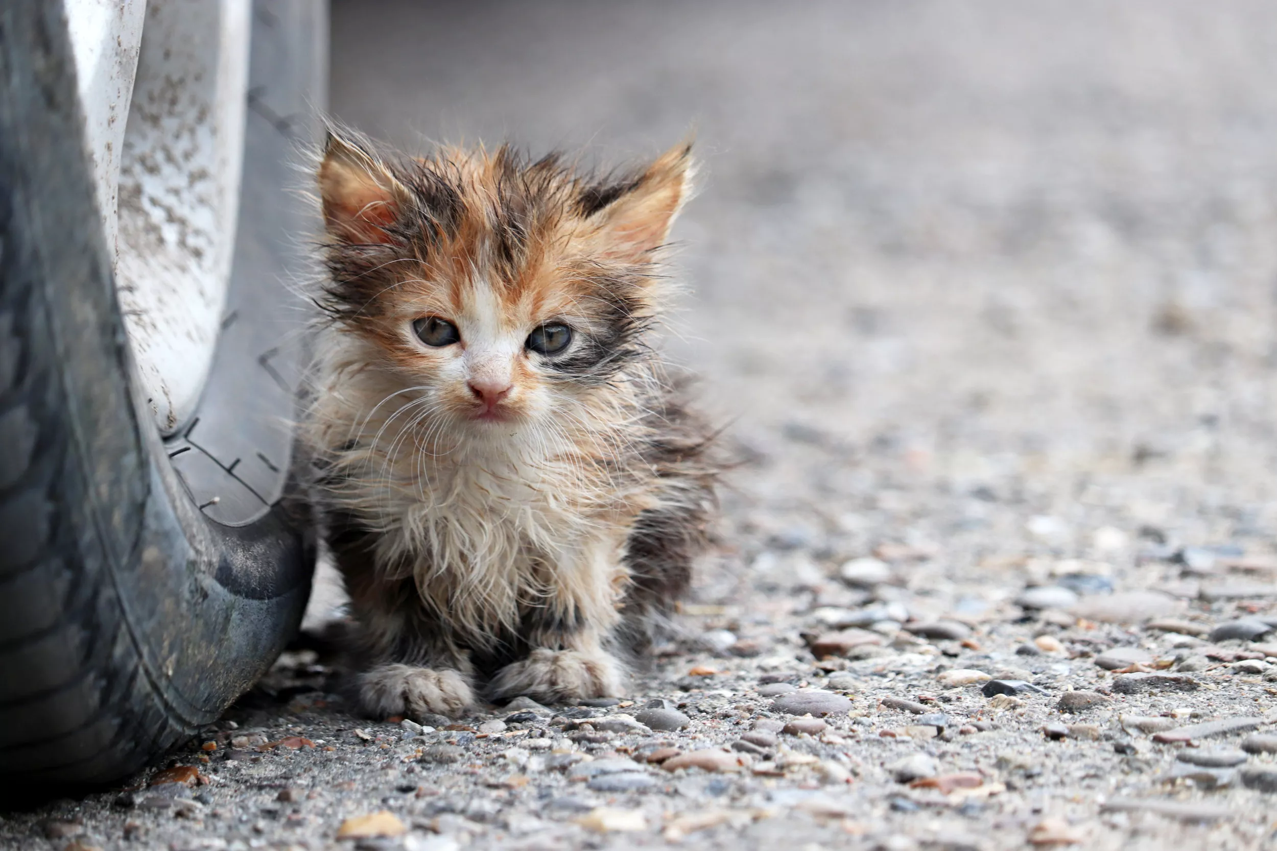Feral Cats Overrun Area Minutes From Chewy Headquarters—'It's Overwhelming' - Vimarsana News