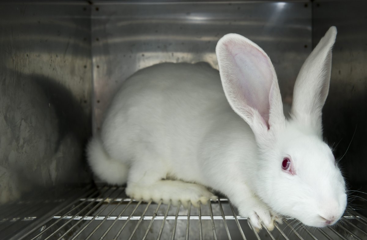 Lab rabbit