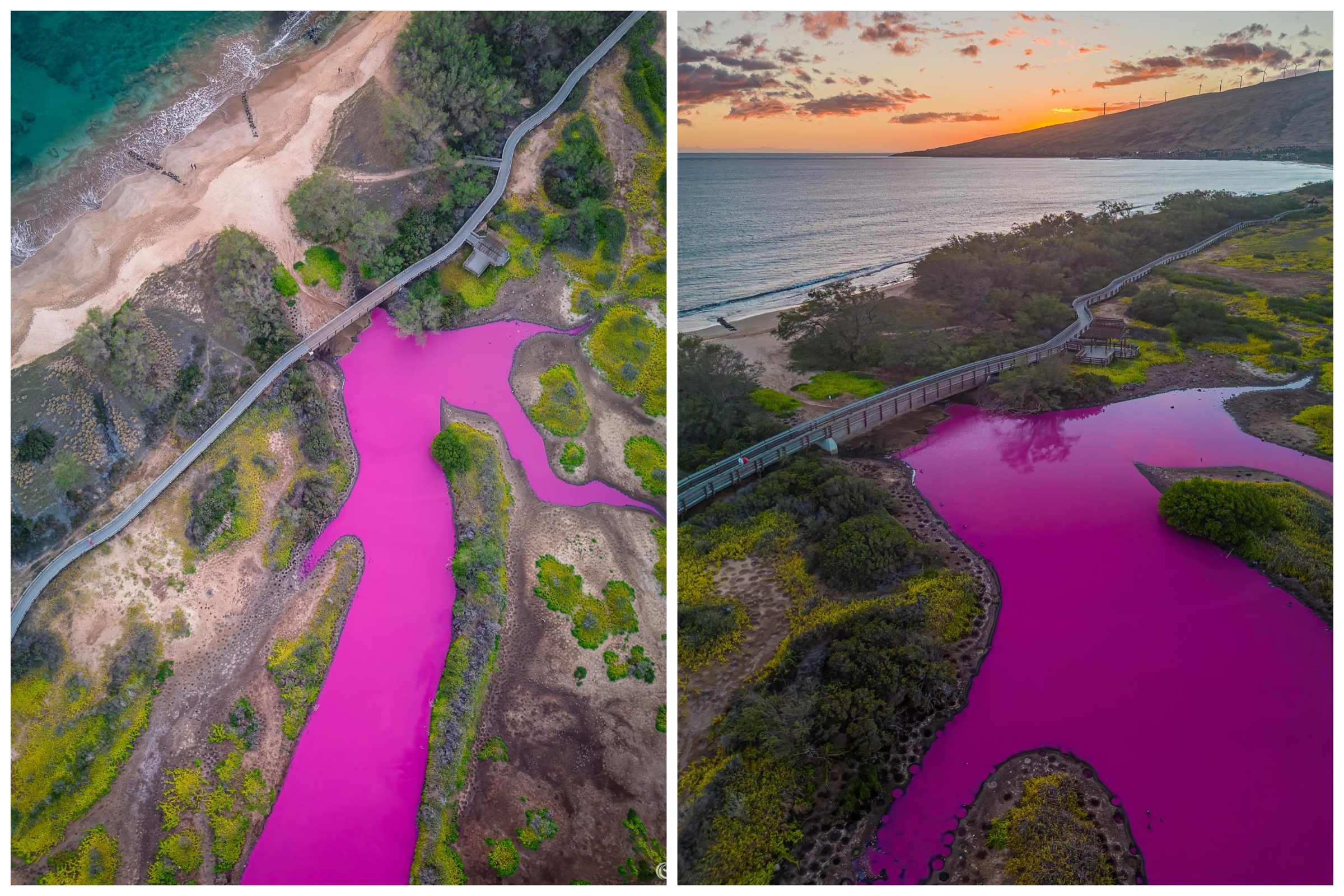 Unbelievable Photographs of a Pond Turned Vibrant Pink Are a Warning