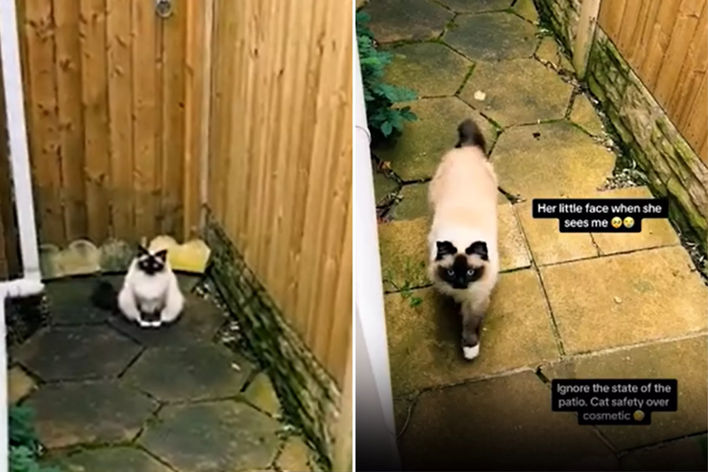 Watch Rescue Cat's Reaction Whenever She Sees Her Owner: 'Warms my Heart' - Vimarsana News