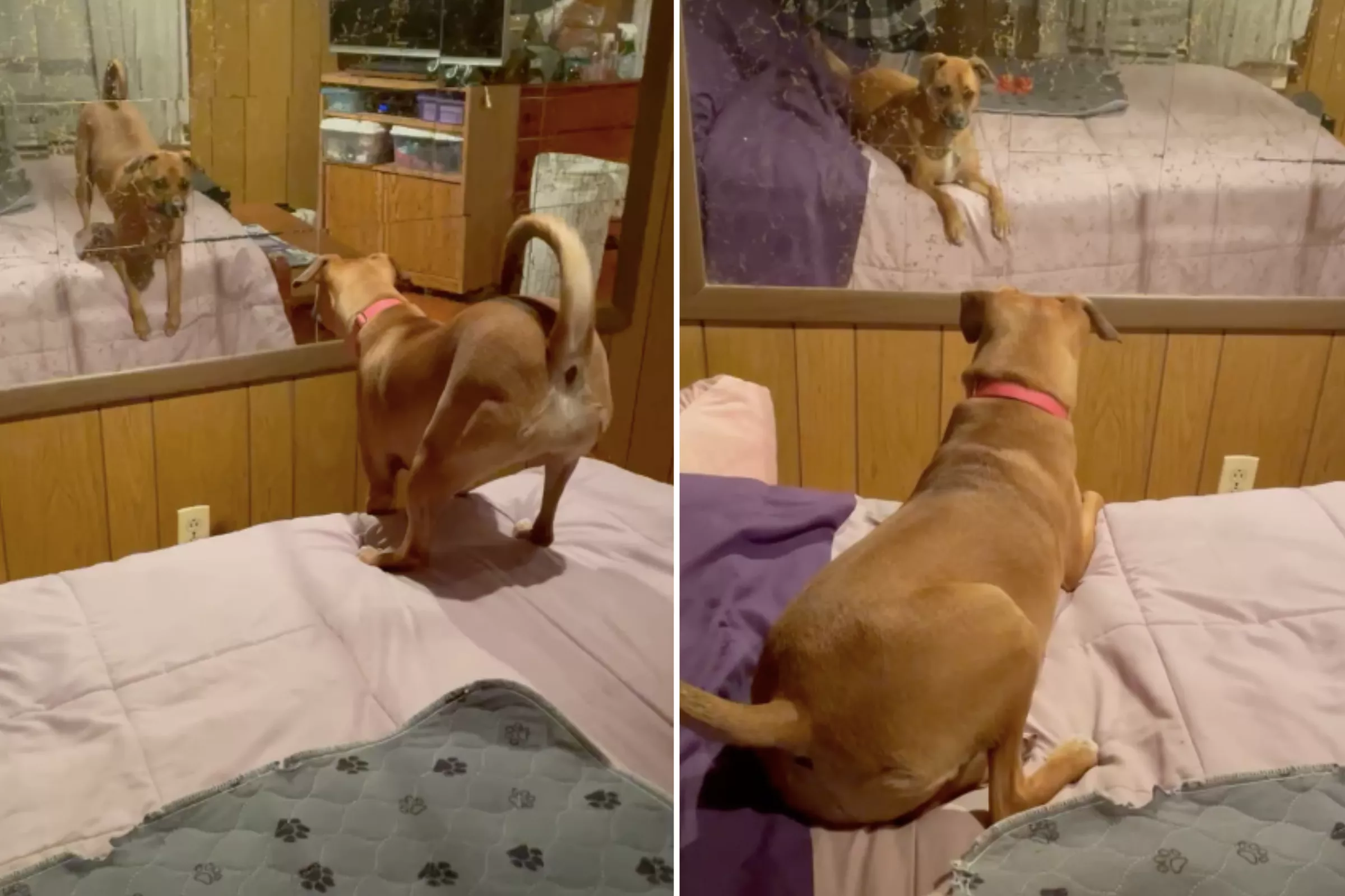 Puppy Who Can't Figure Out Mirror Wins Newsweek's Pet of The Week - Vimarsana News