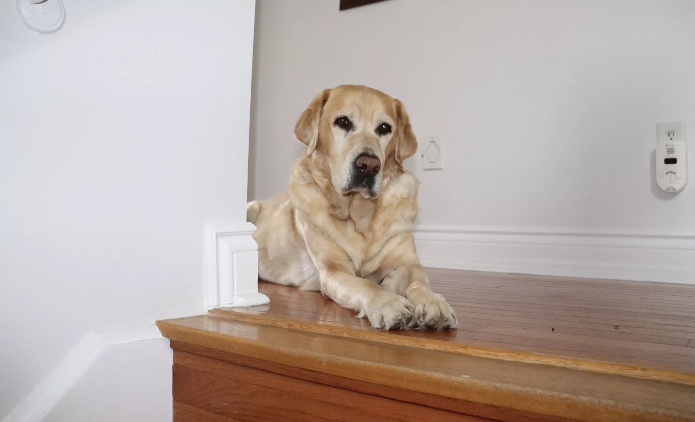 Golden Retriever's Face as Owner Returns Goes Viral: 'Where Have You Been?' - Vimarsana News