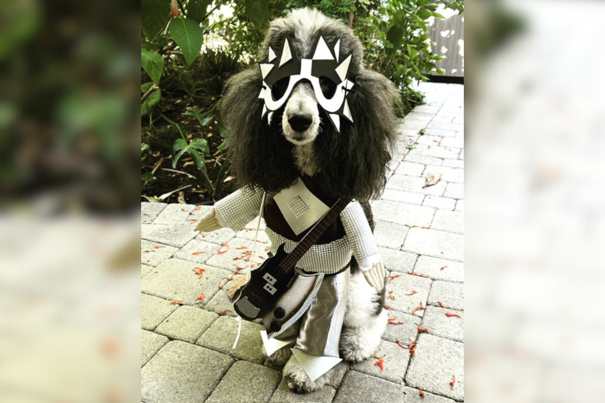 Jaxx the dog