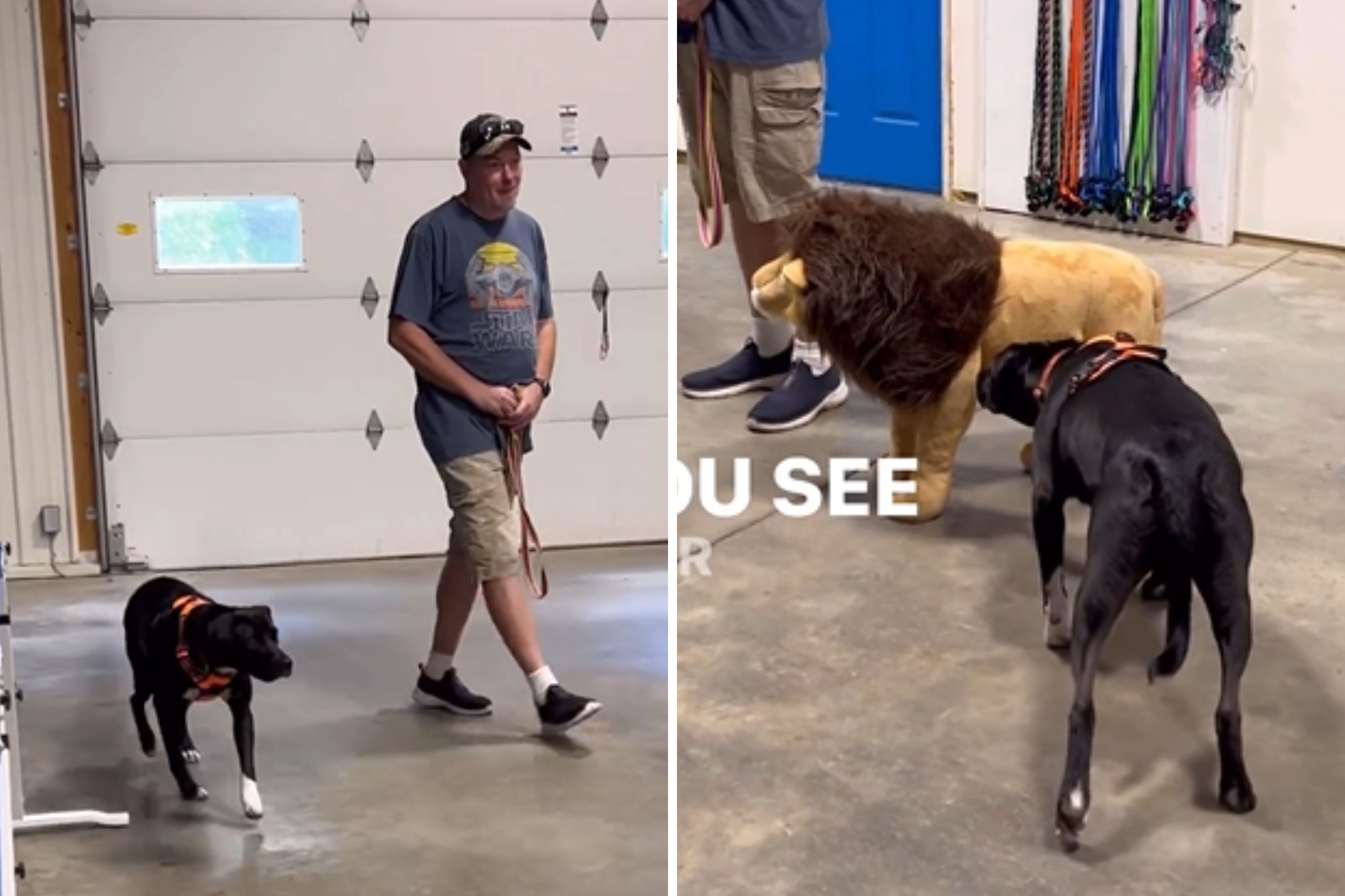 Tense Moment Reactive Dog Comes Face to Face With Lion Toy Newsweek