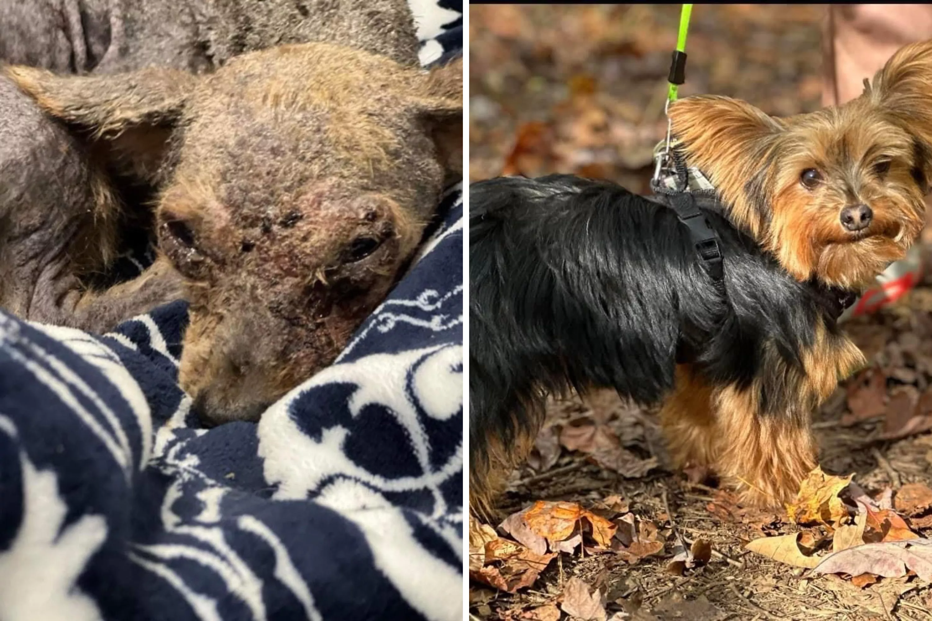 Owner Surrenders Dog to Vet to Be Euthanized, but Staff Had Other Plans - Vimarsana News