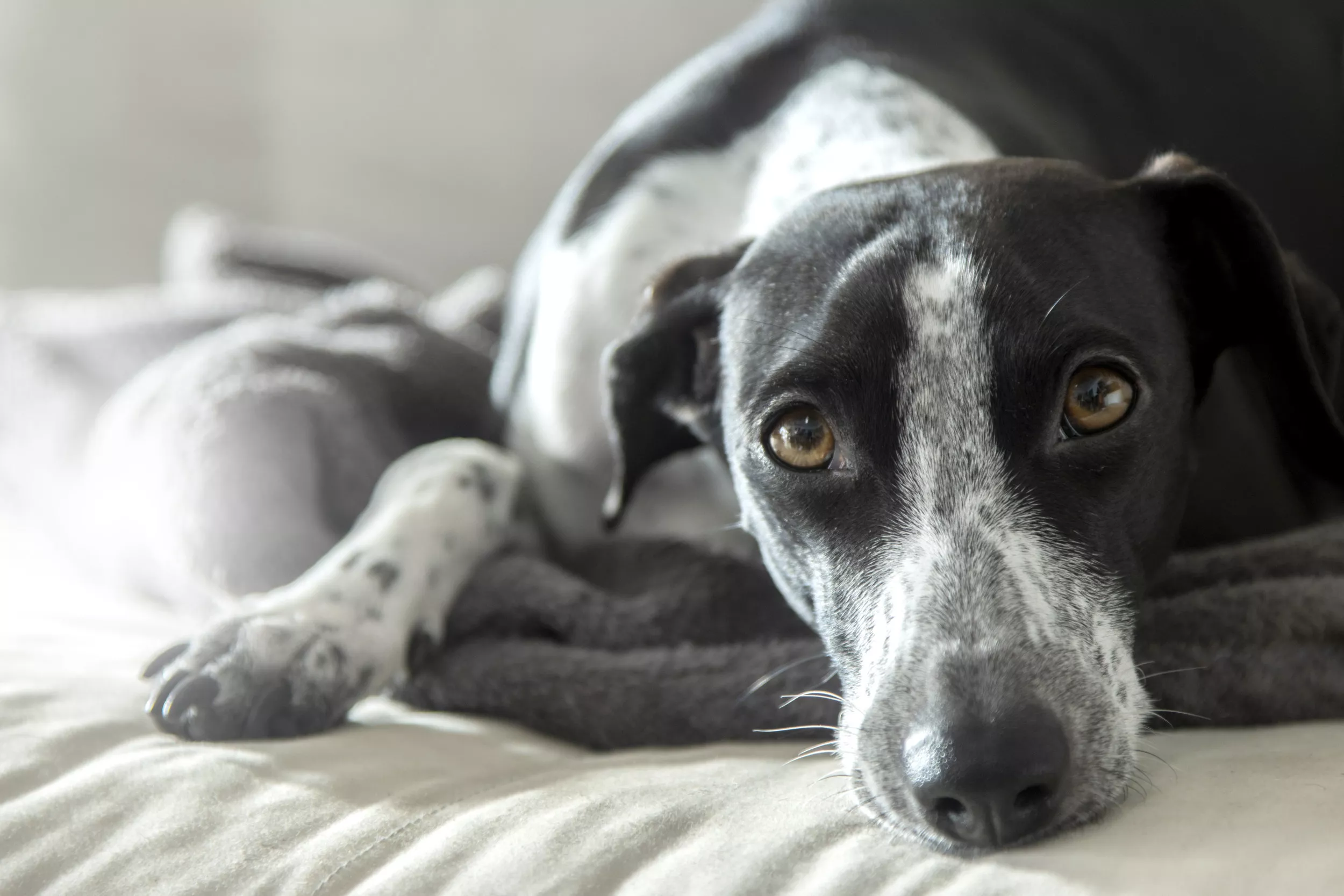 Laughter at How Dog Gets 'Transported' by Owner to Bedroom Every Night - Vimarsana News