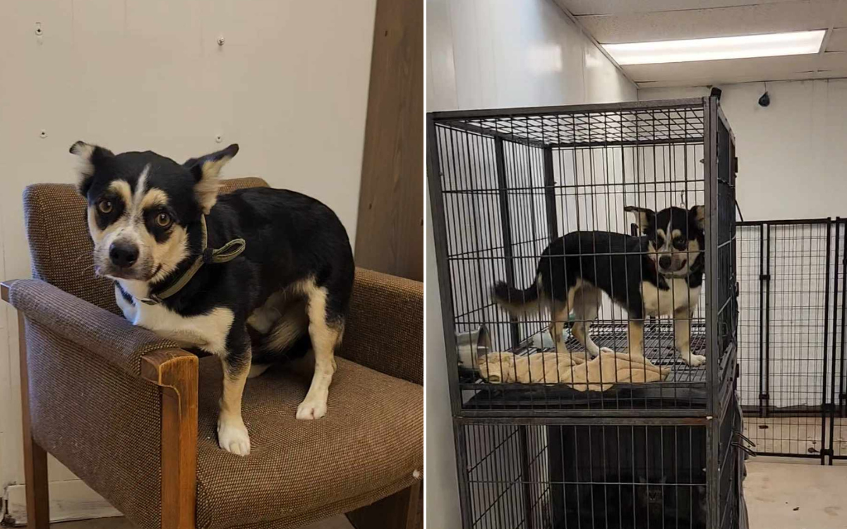 Sadie the Alaskan Husky Corgi mix.