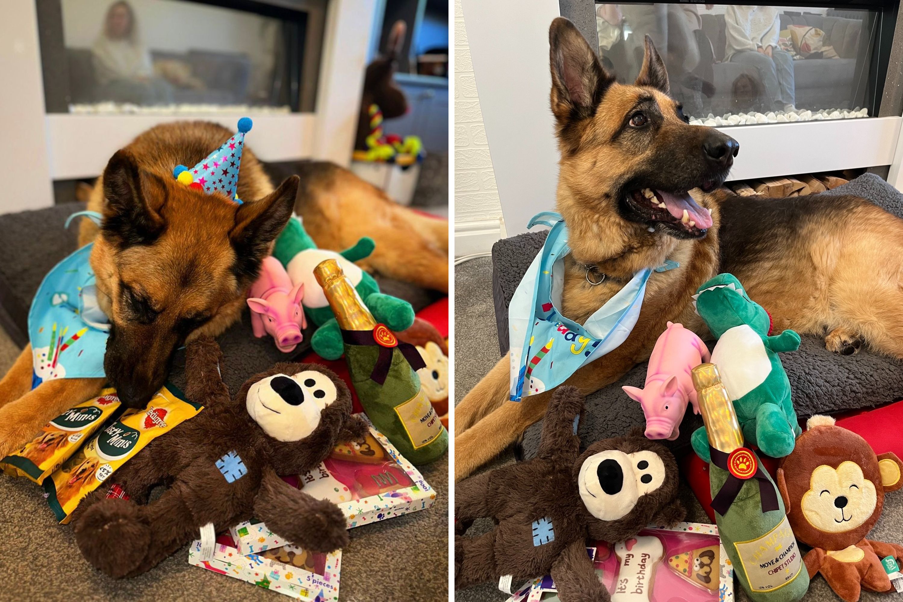 The Best Toys for German Shepherds - PetHelpful