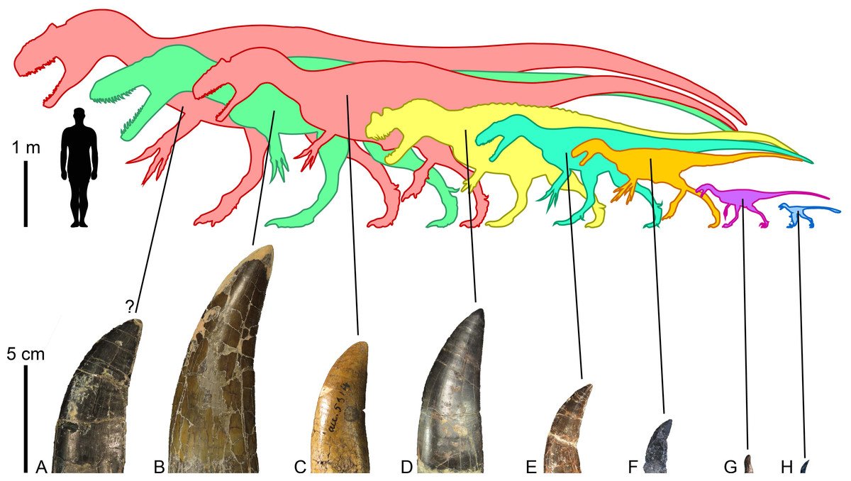 Theropod dinosaurs of the Morrison Formation