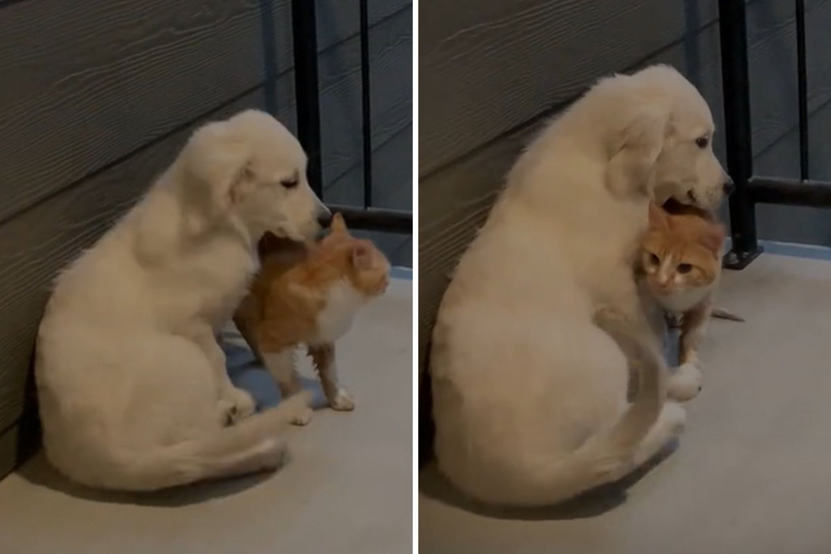 Golden retriever puppy meets cat