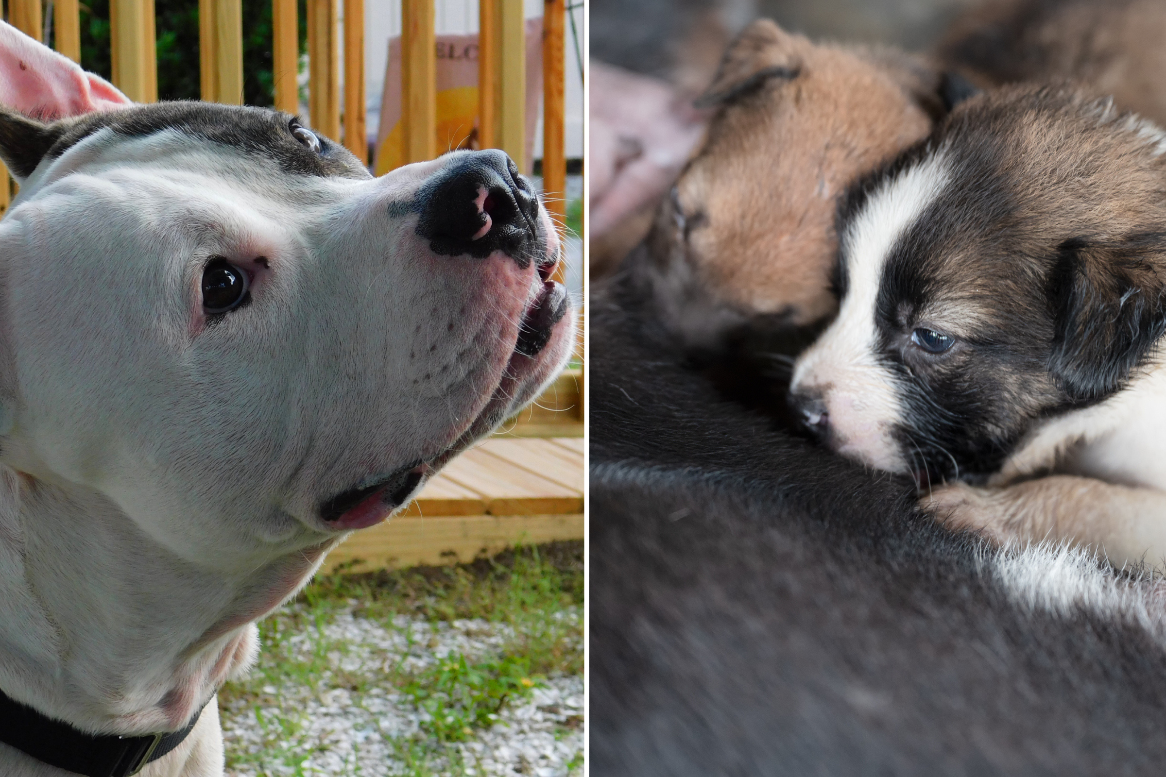 Pocket Bully & Staffy Test NEW Dog Brain Game