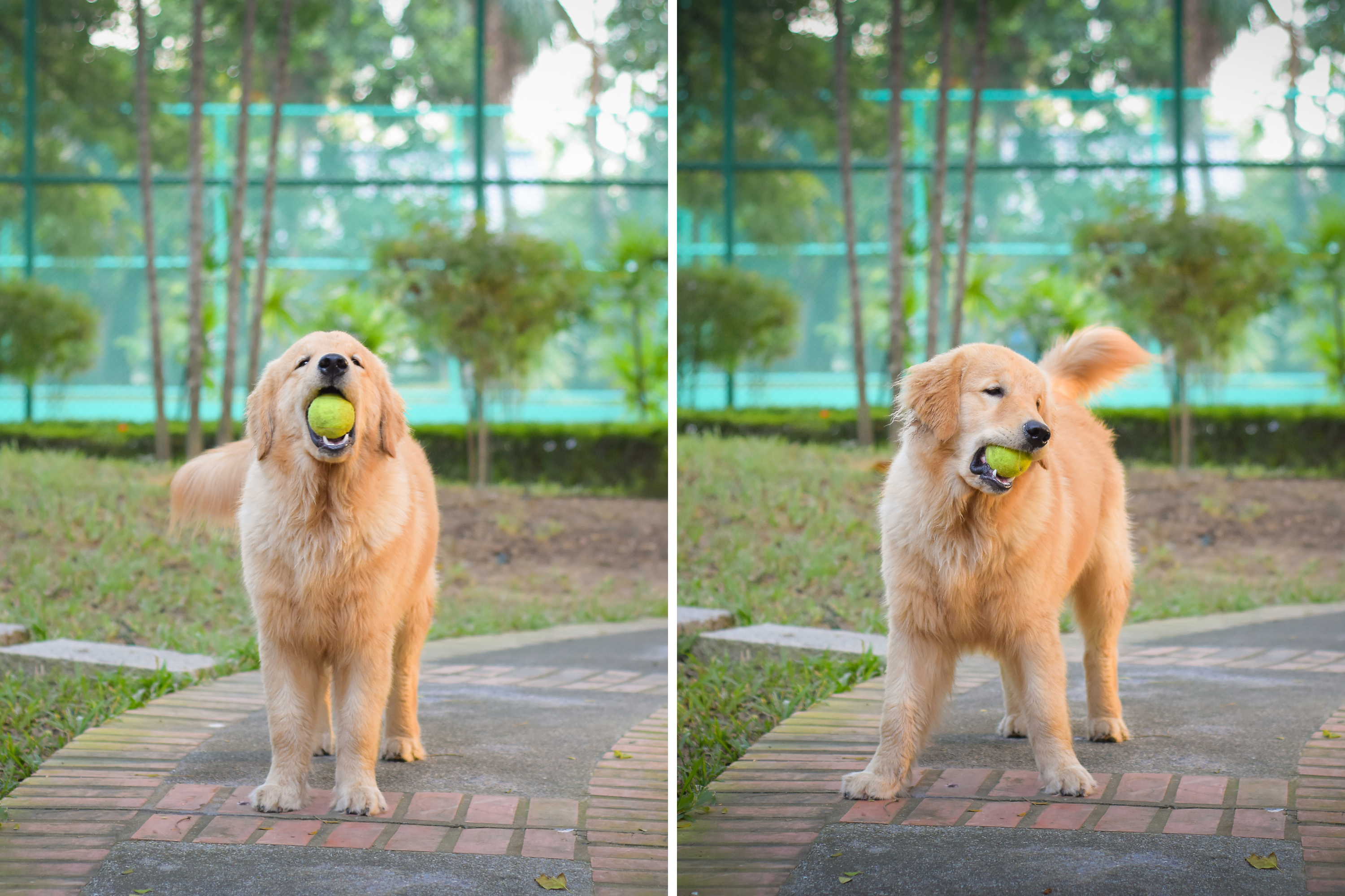 Golden Retriever Begging at Fence for Someone To Play Fetch Melts Hearts Golden Retriever Begging at Fence for Someone To Play Fetch Melts Hearts