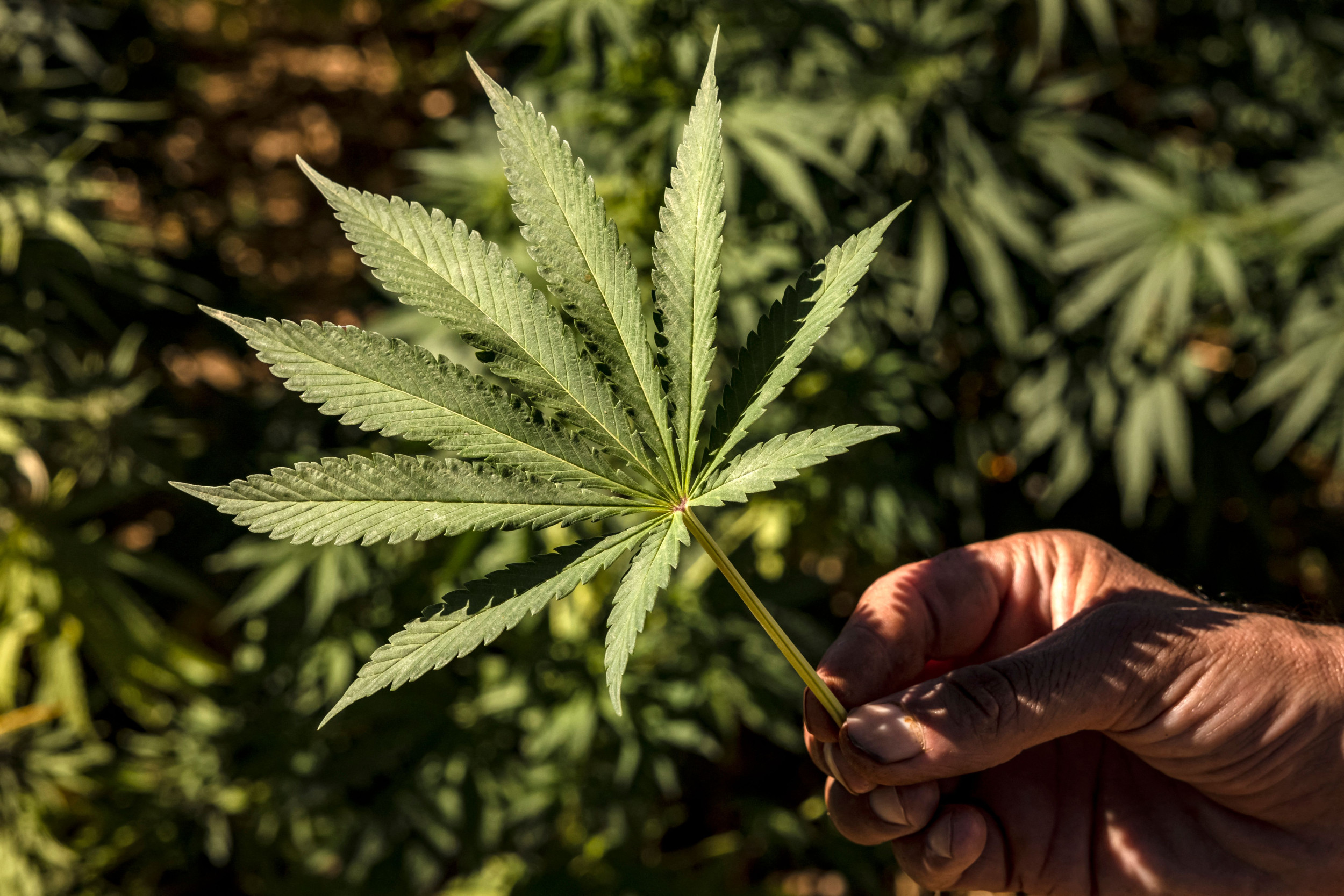 Rescheduling Cannabis Would Be a Broken Promise | Opinion