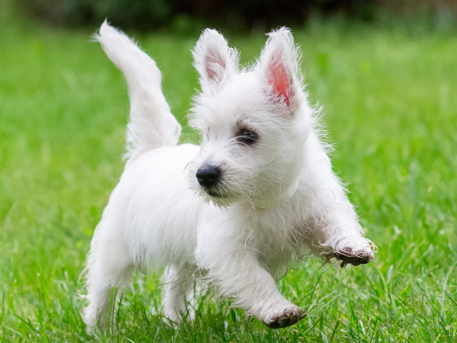 Newborn westie puppies 2025