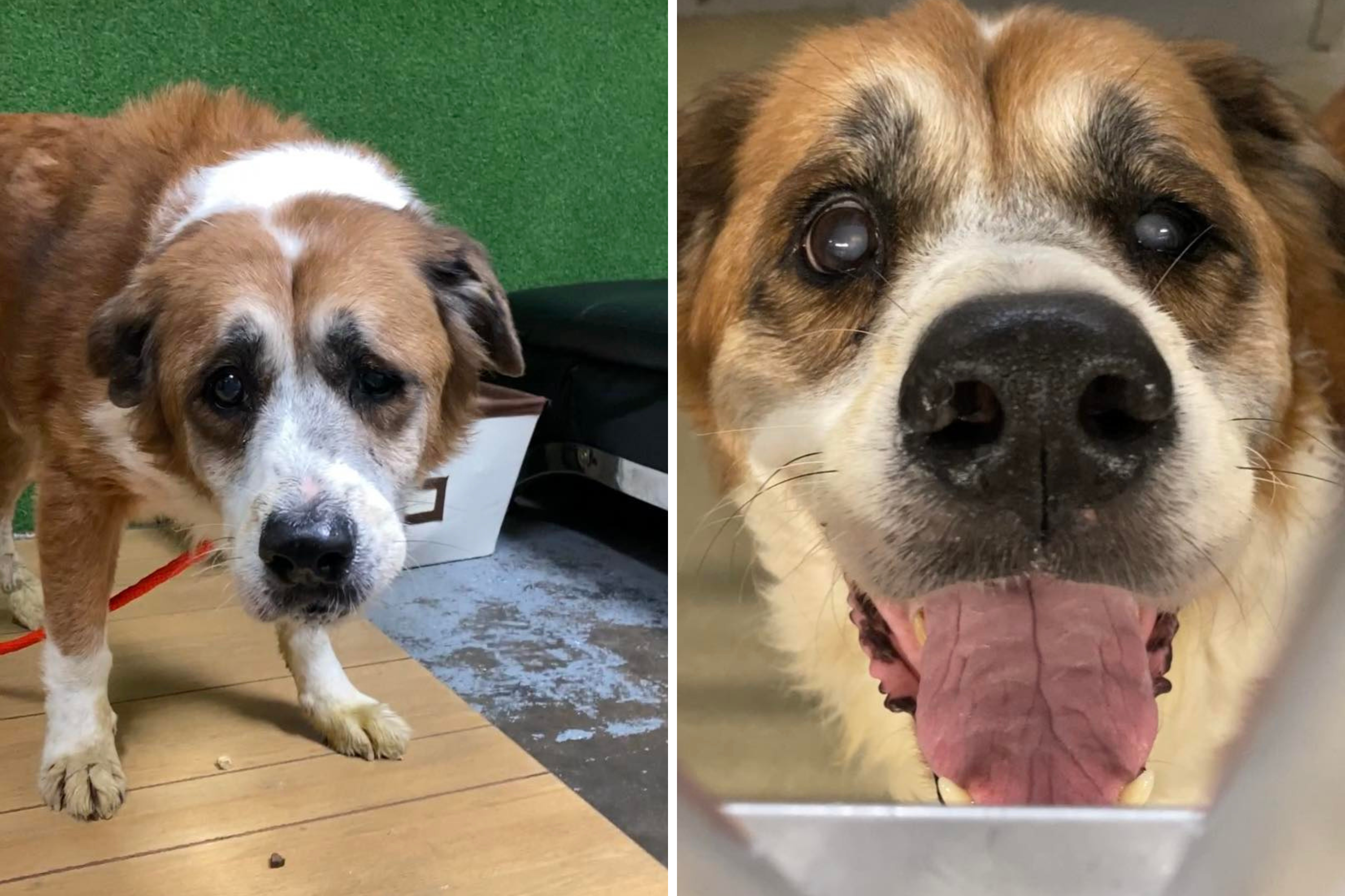 Shelter Dog Refusing To Look at Anyone Breaks Hearts Online