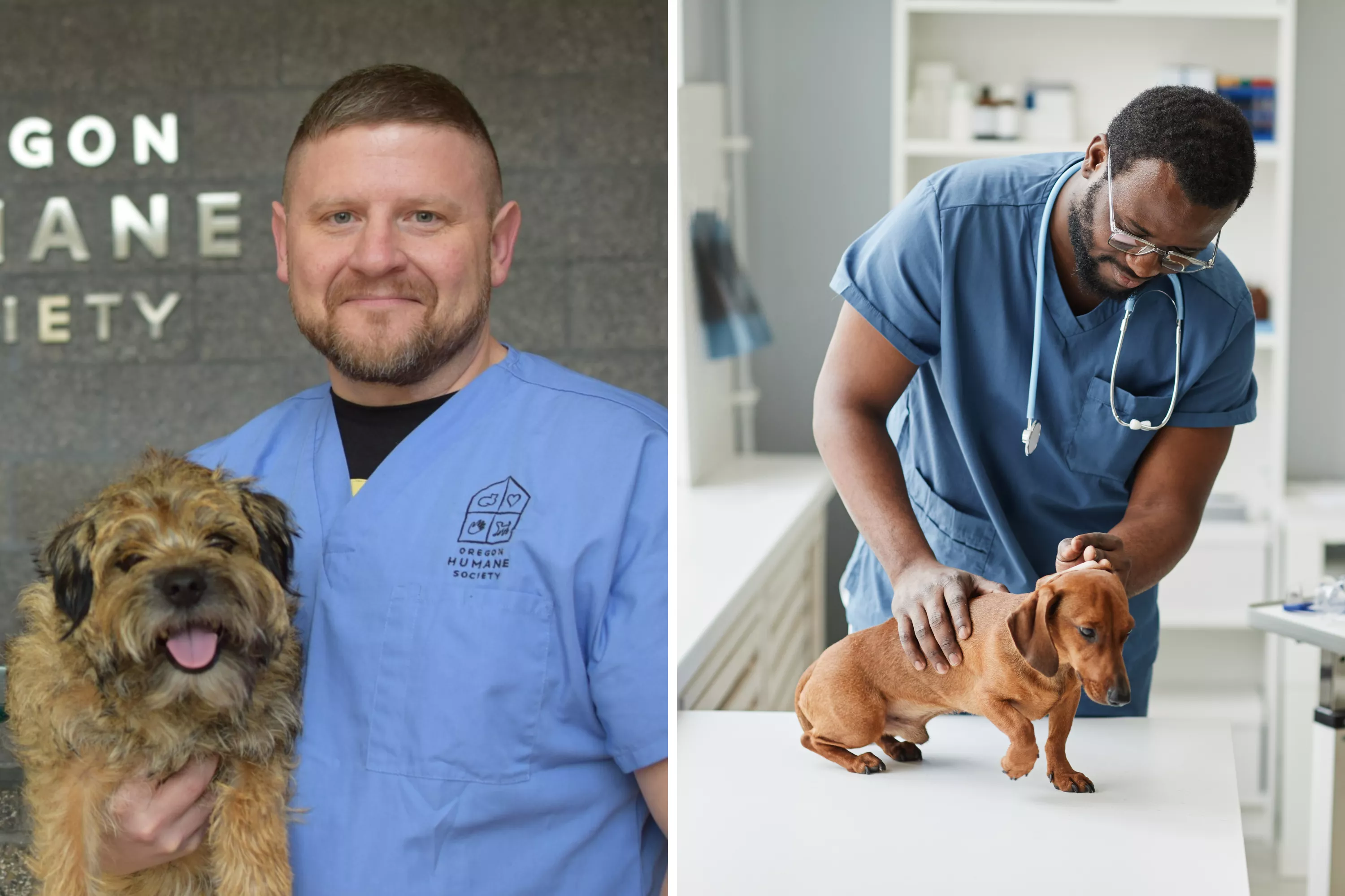 A Mystery Fatal Dog Illness Is Spreading—Could Your Pet Be at Risk? - Vimarsana News