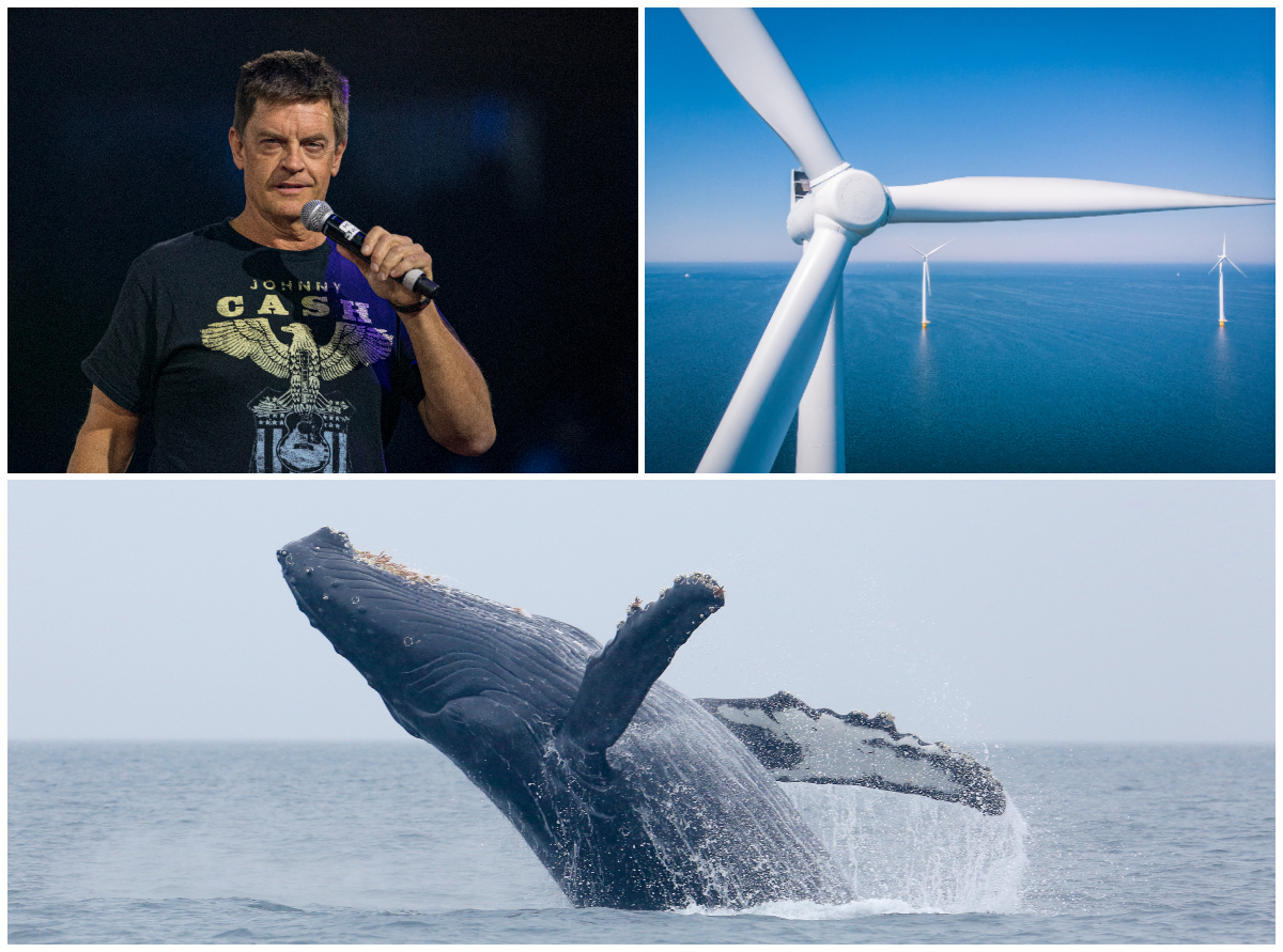 Une ancienne star de SNL dénonce un sonar « paralysant » pour avoir « massacré » des baleines locales