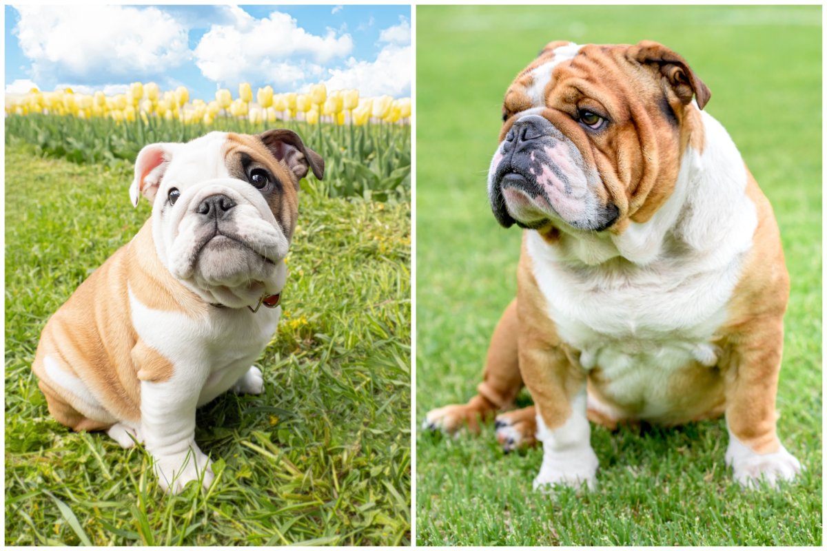 bulldog and puppy
